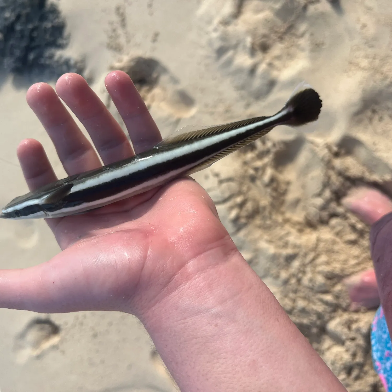 The most popular recent Common remora catch on Fishbrain