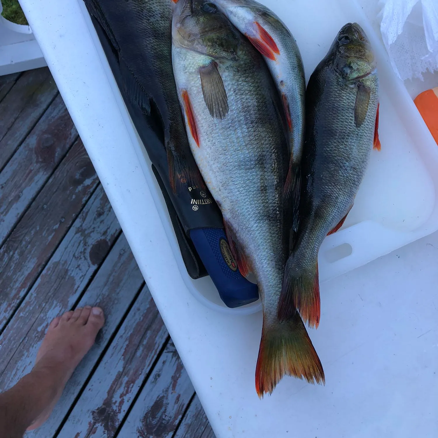 recently logged catches