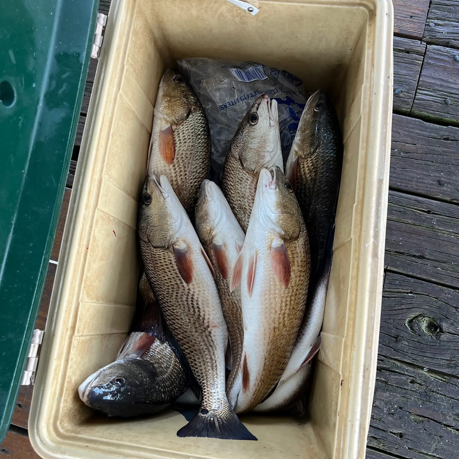 recently logged catches