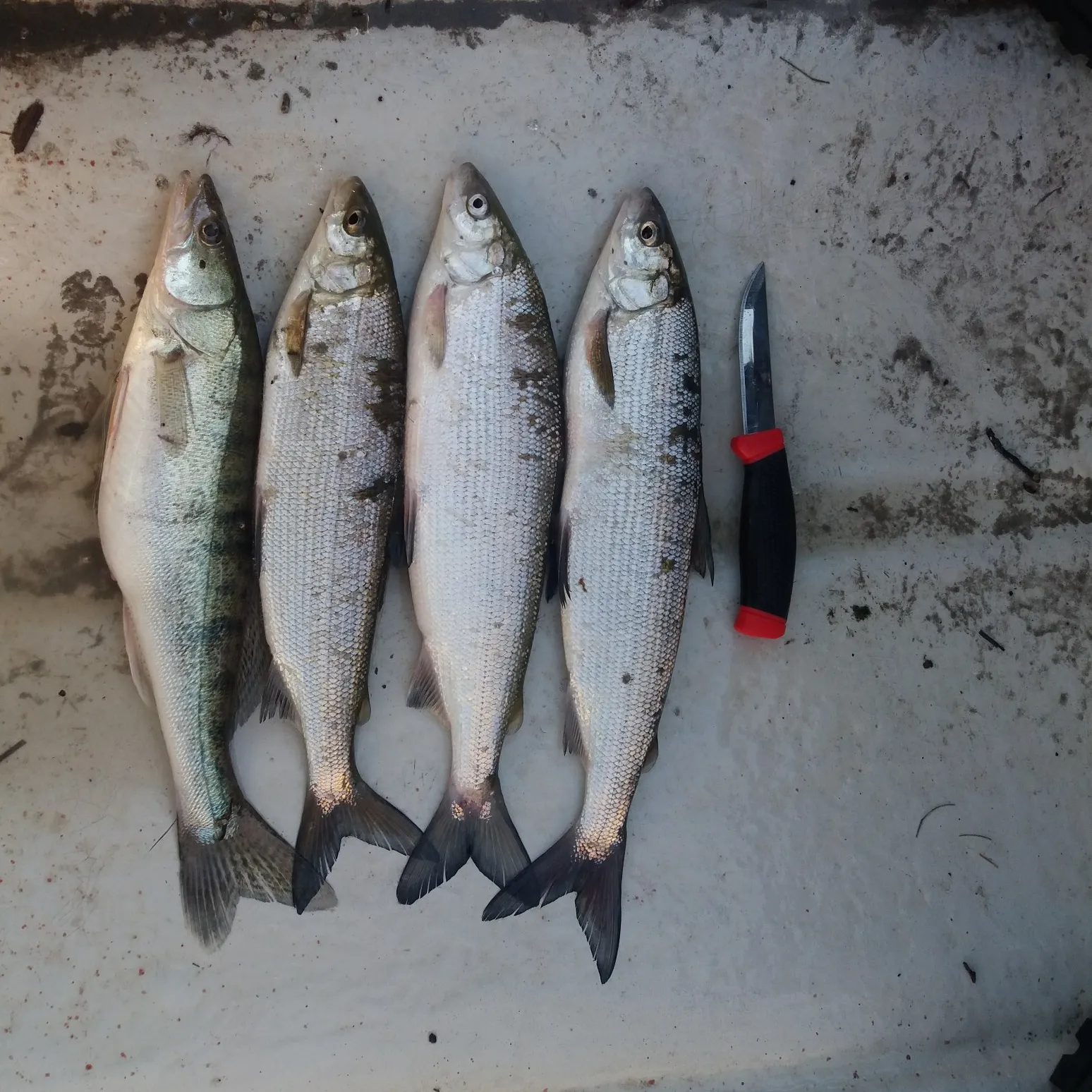 recently logged catches