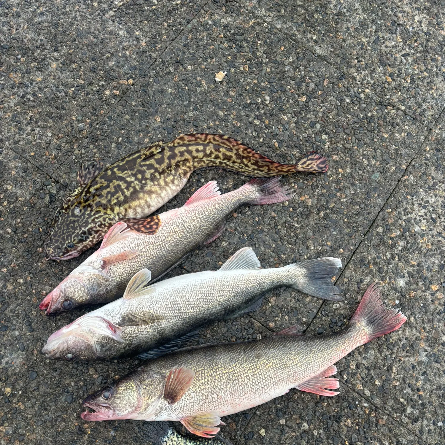 recently logged catches