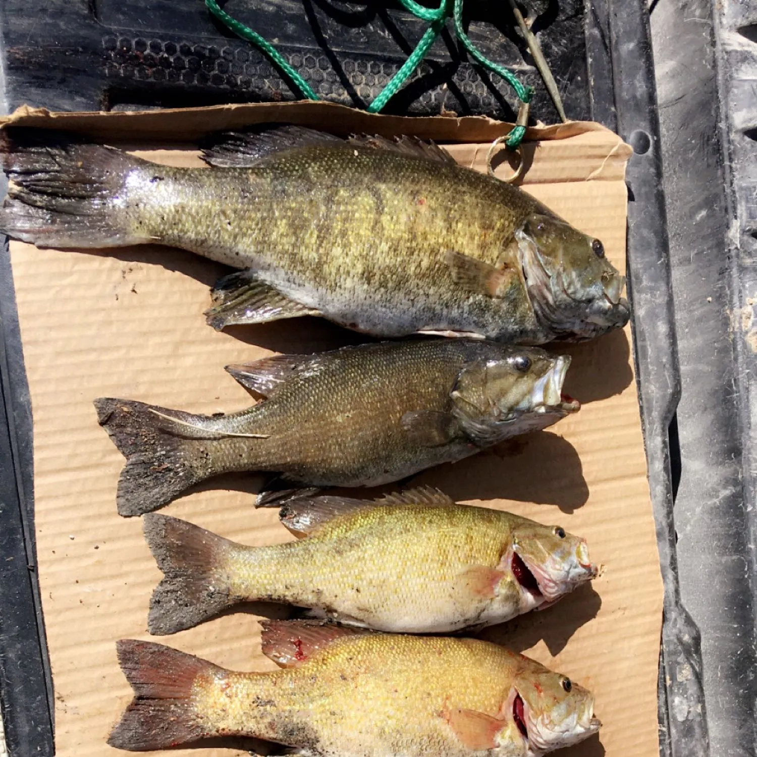 recently logged catches