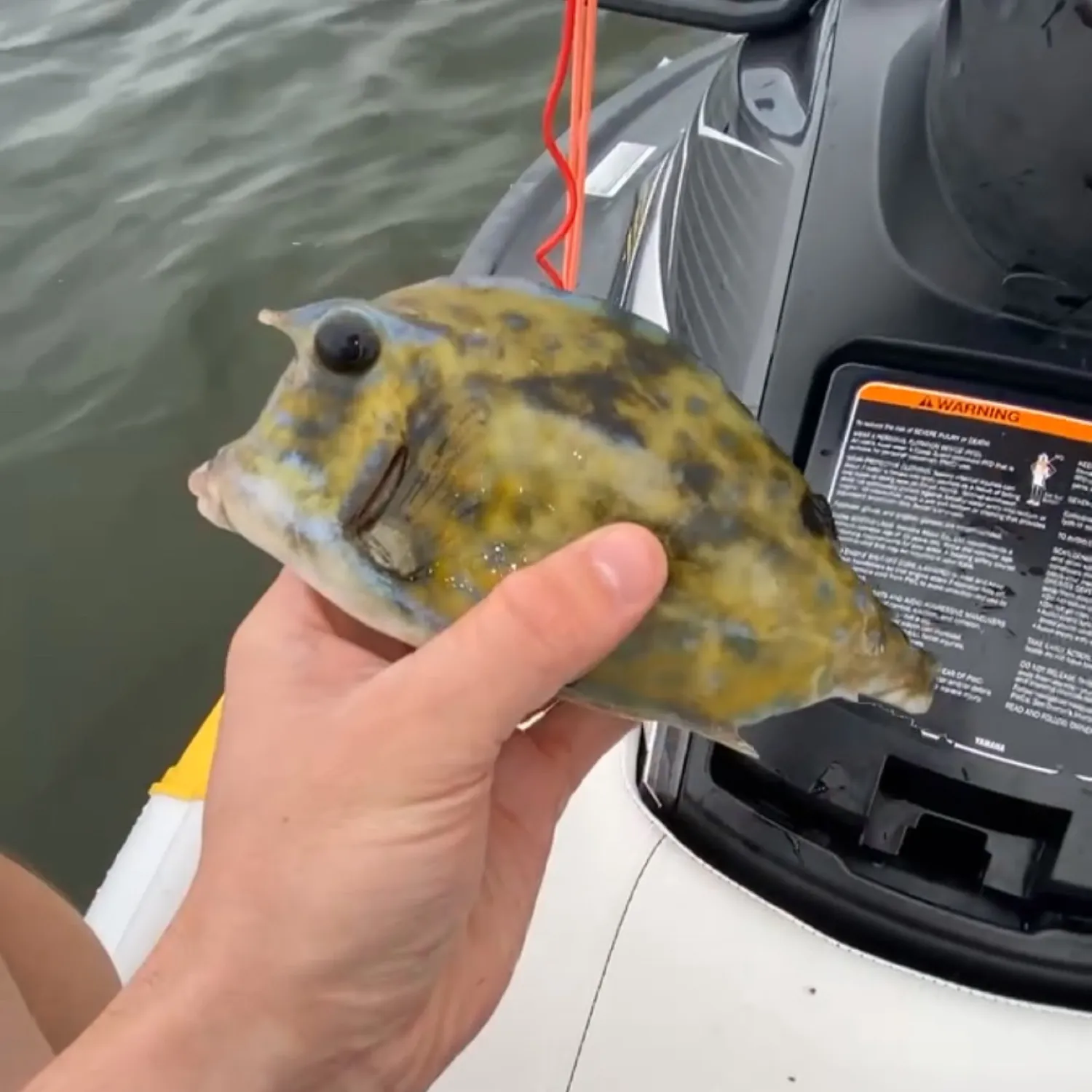 The most popular recent Honeycomb cowfish catch on Fishbrain