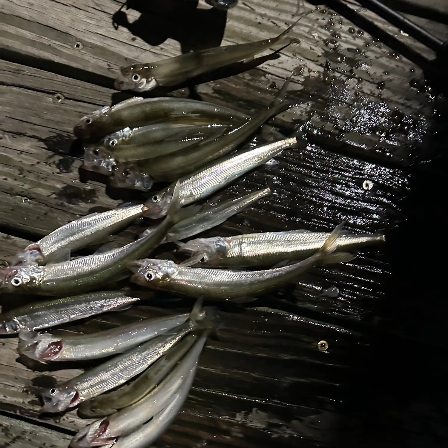 The most popular recent Arctic rainbow smelt catch on Fishbrain