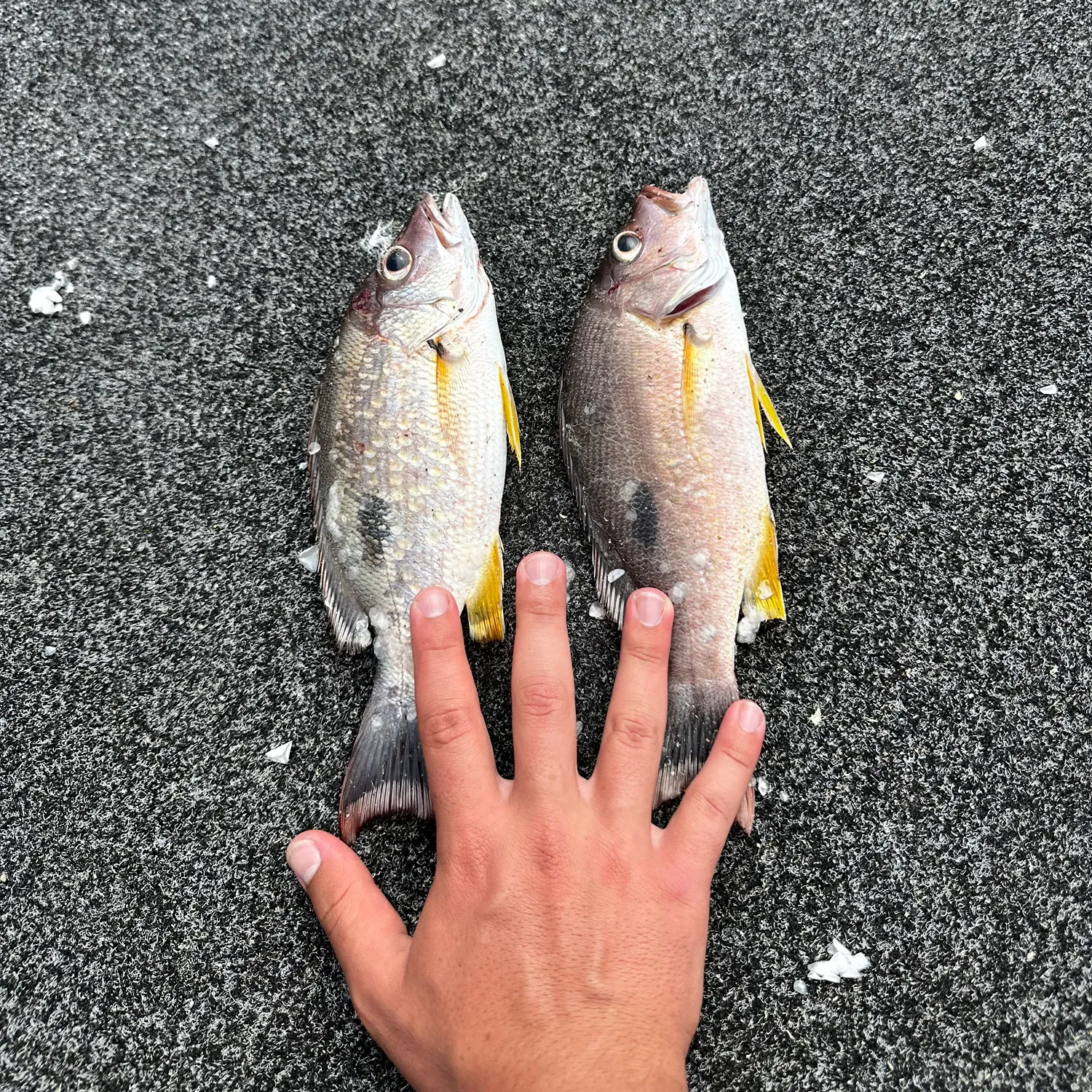 recently logged catches