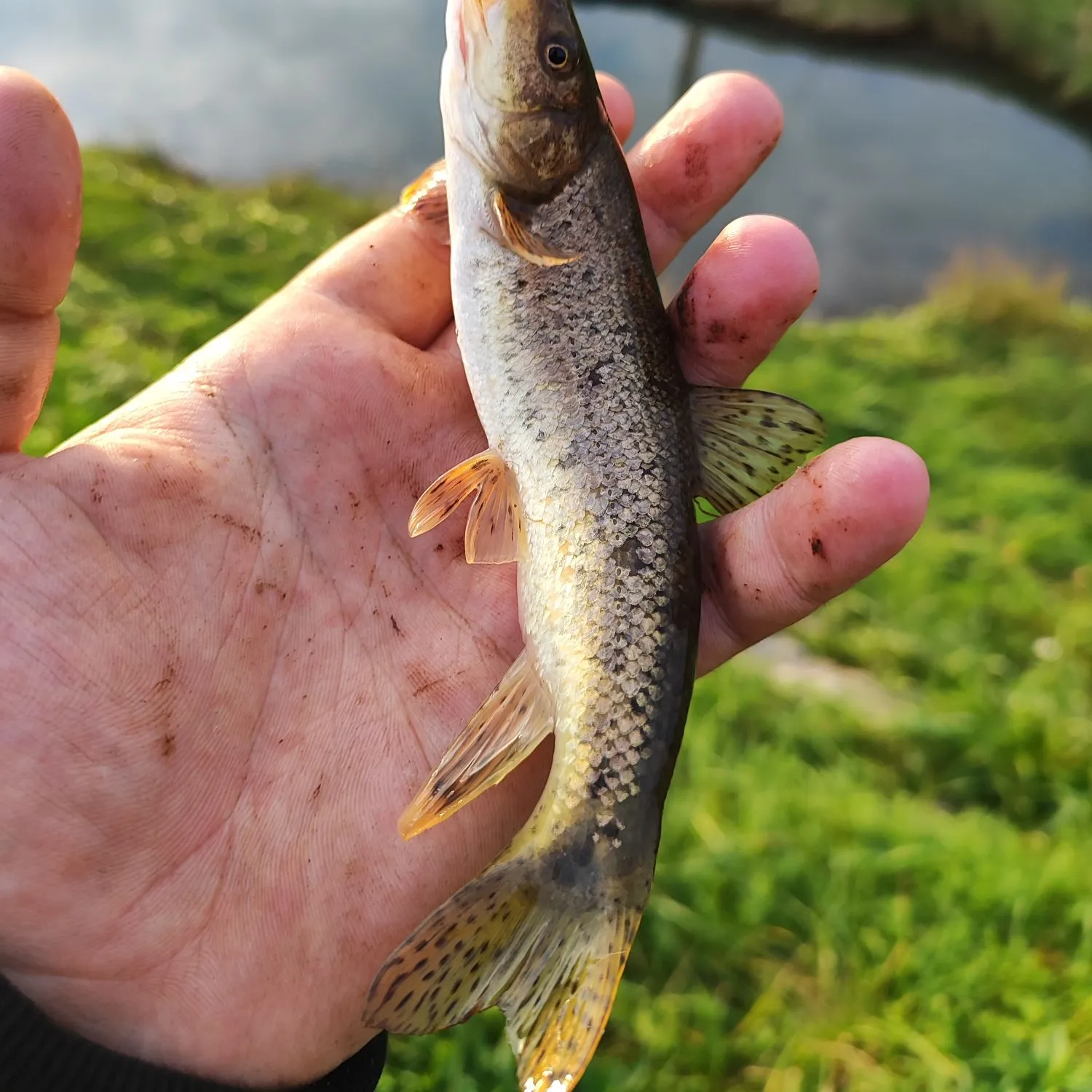 The most popular recent Mediterranean barbel catch on Fishbrain