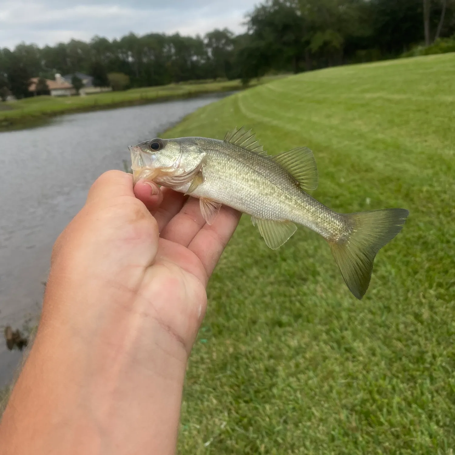 The most popular recent Florida bass catch on Fishbrain