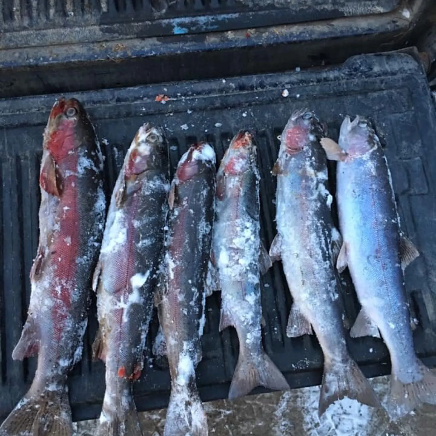 recently logged catches