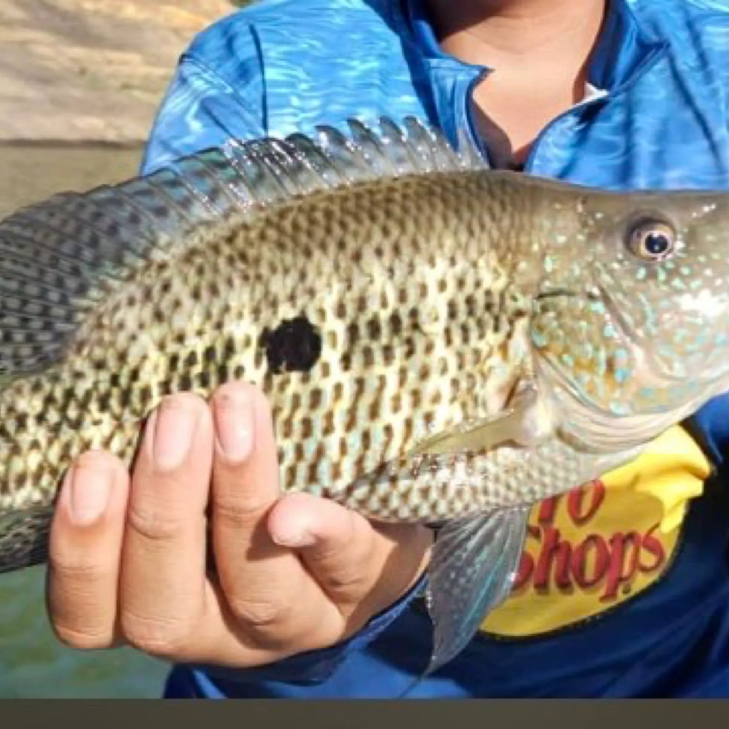 The most popular recent Jaguar cichlid catch on Fishbrain