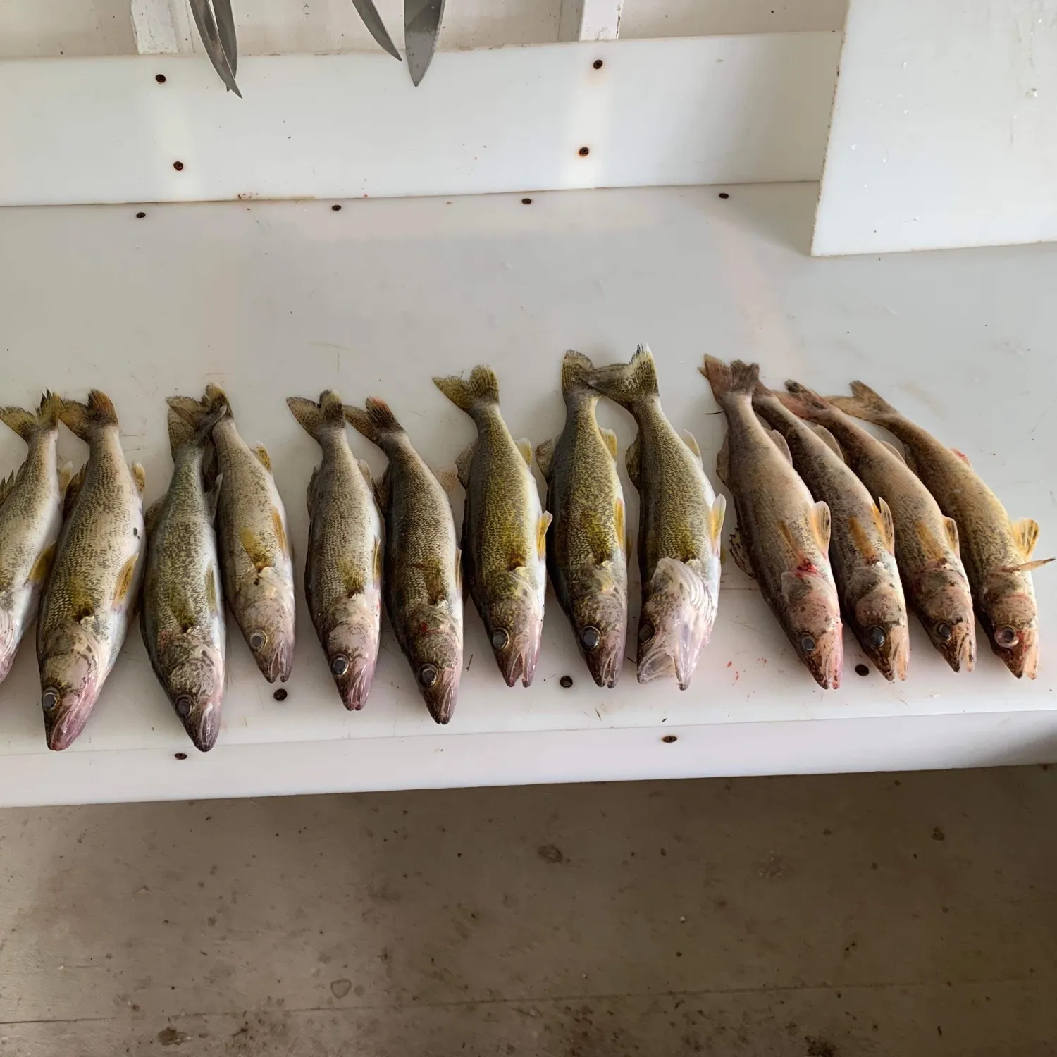 recently logged catches