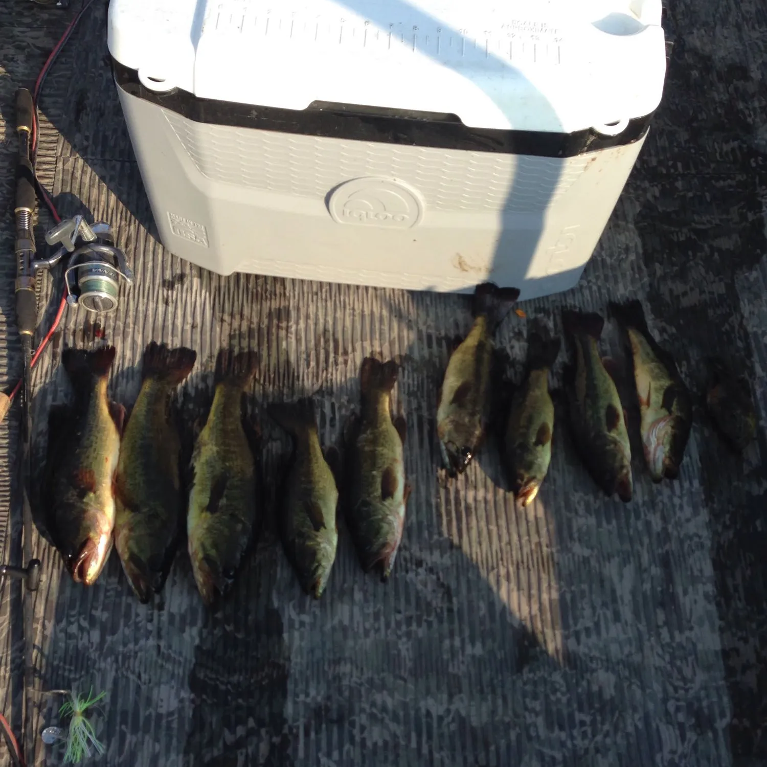 recently logged catches