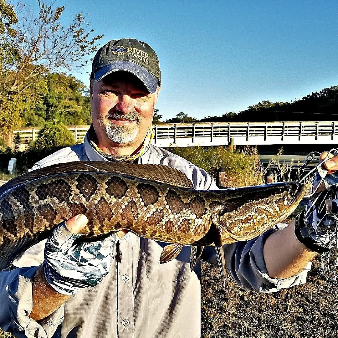 The most popular recent Northern snakehead catch on Fishbrain