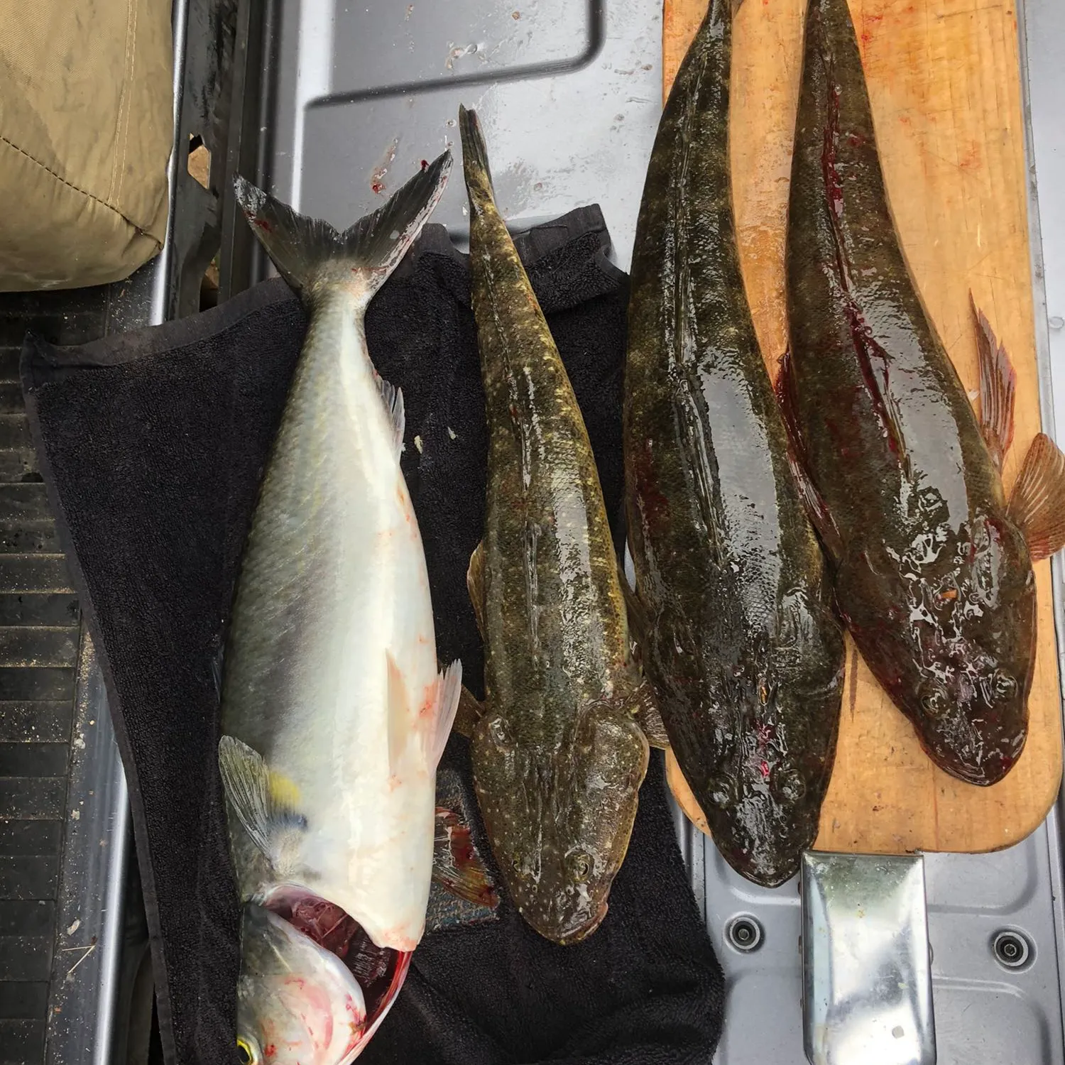 recently logged catches