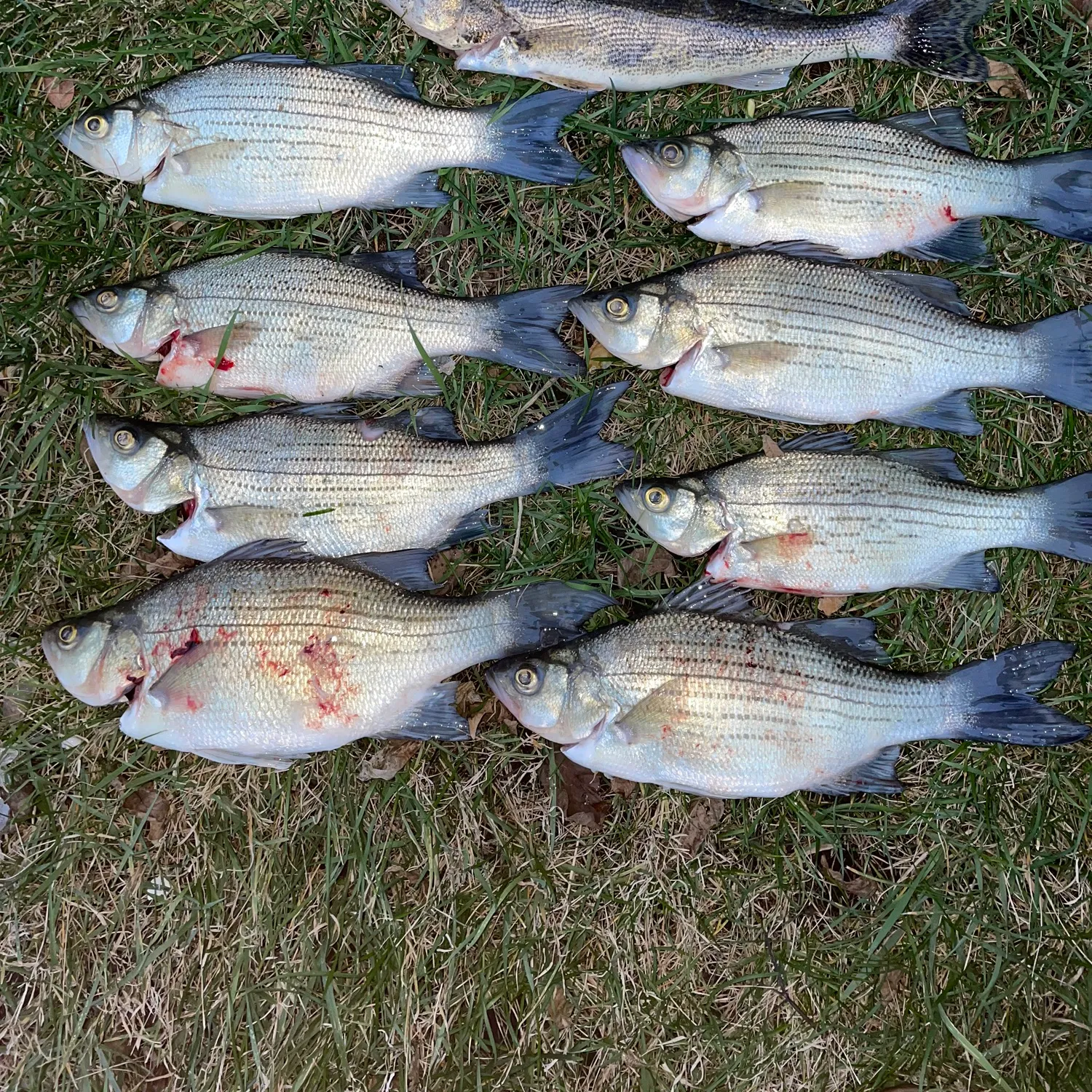 recently logged catches