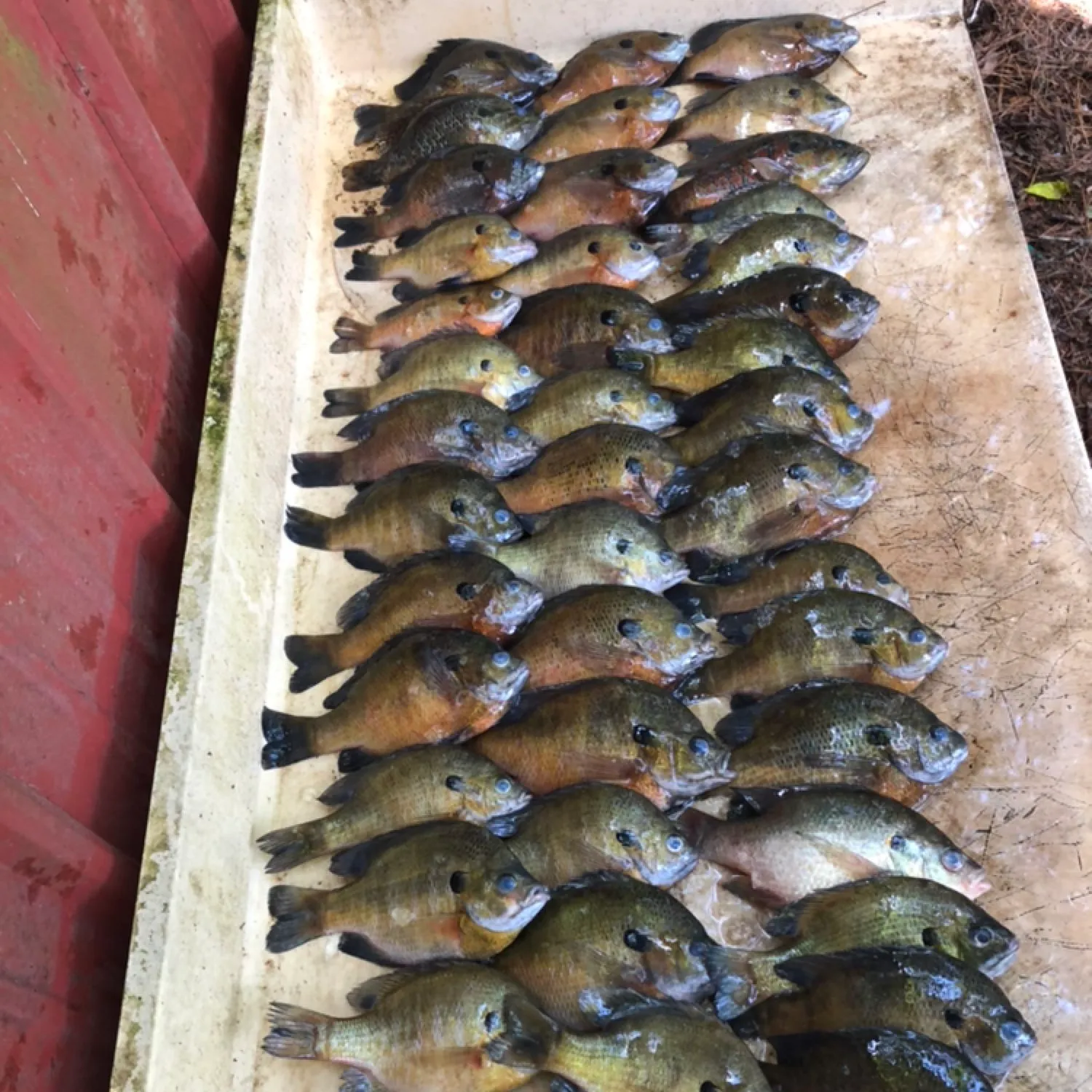 recently logged catches