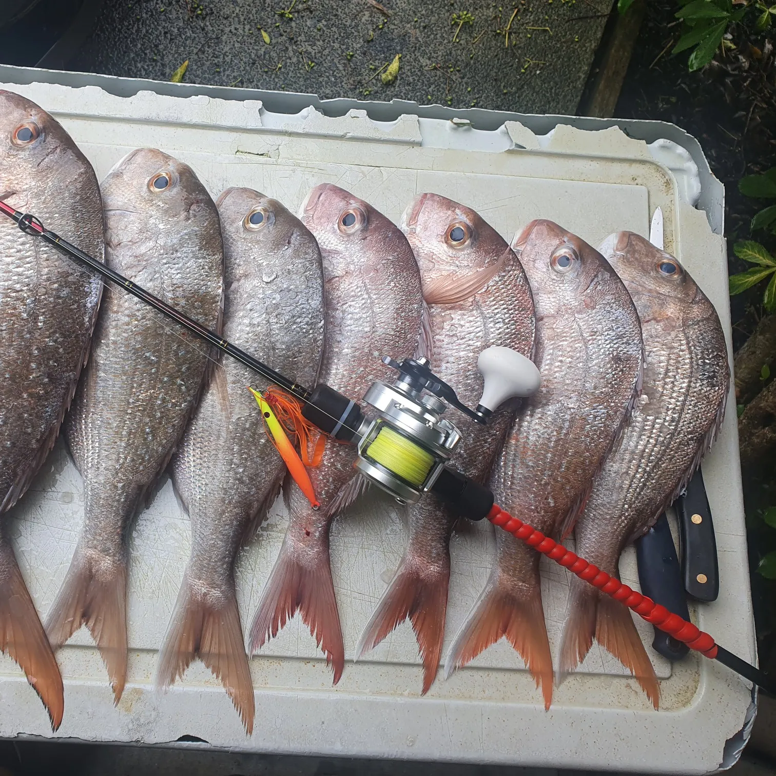 recently logged catches