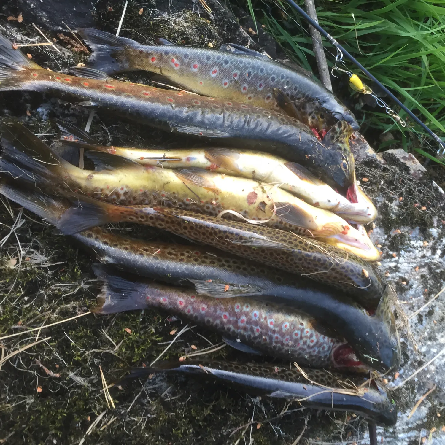 recently logged catches