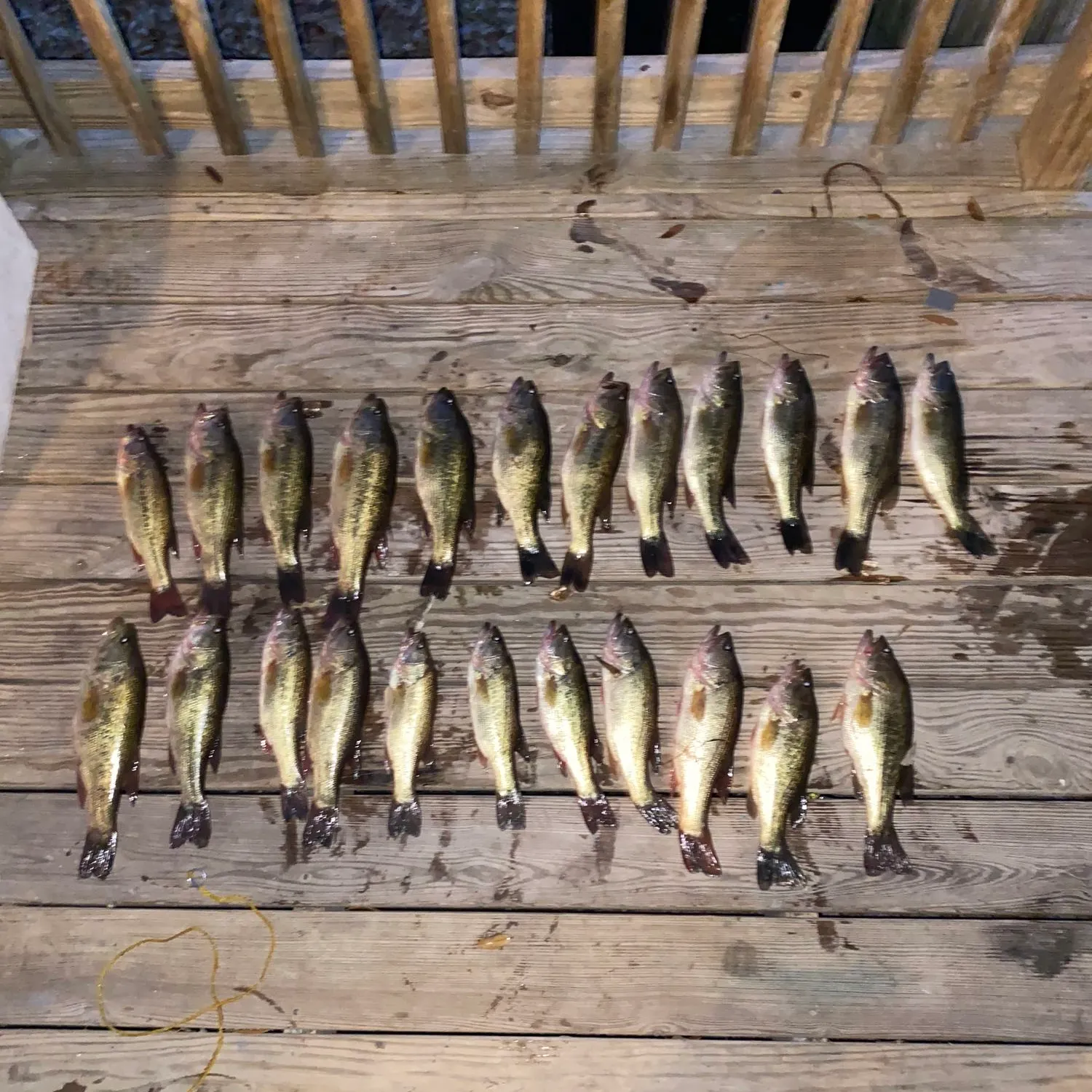 recently logged catches