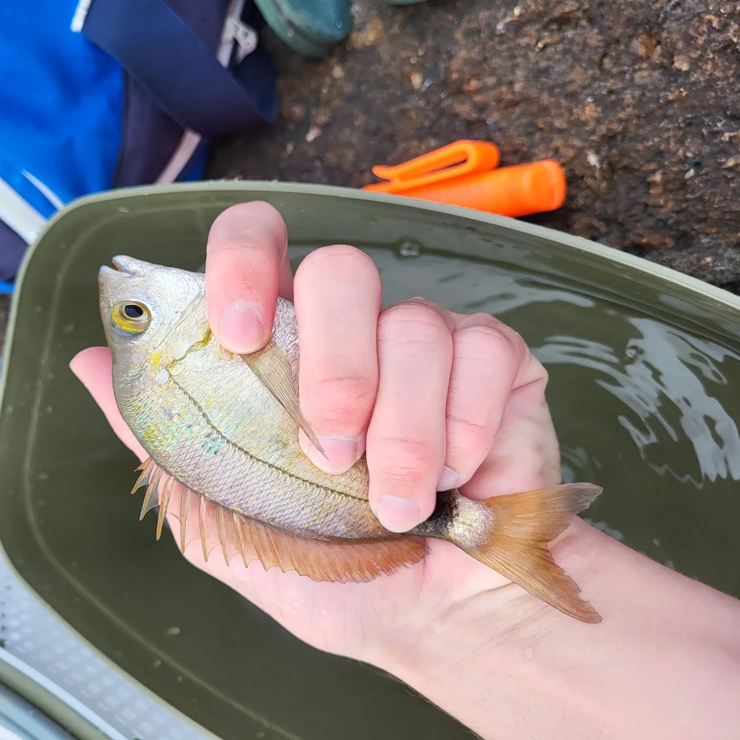 The most popular recent Cape white seabream catch on Fishbrain