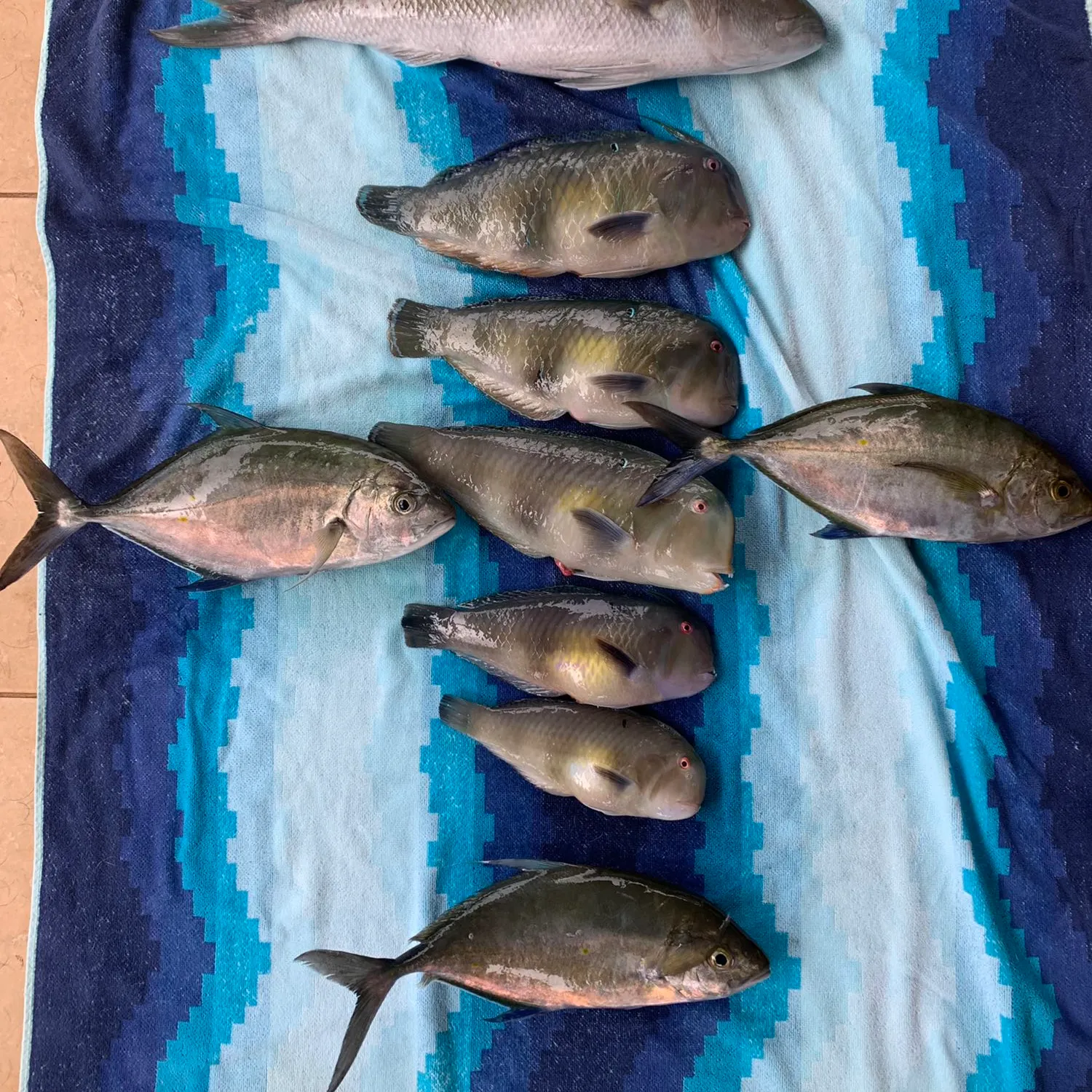 recently logged catches