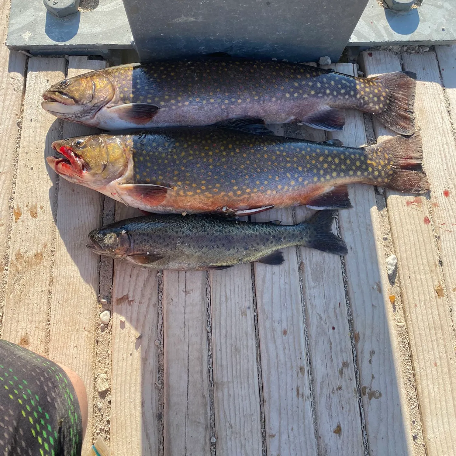 recently logged catches