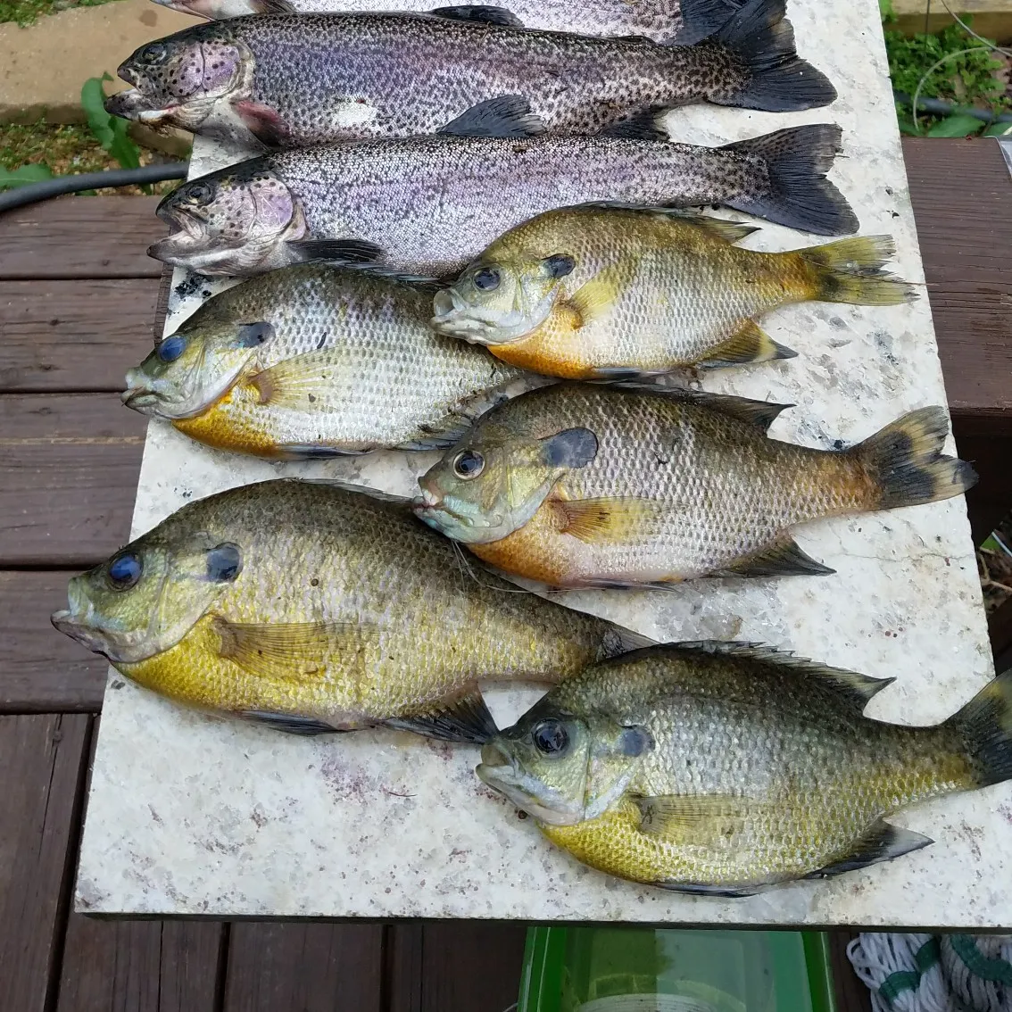 recently logged catches