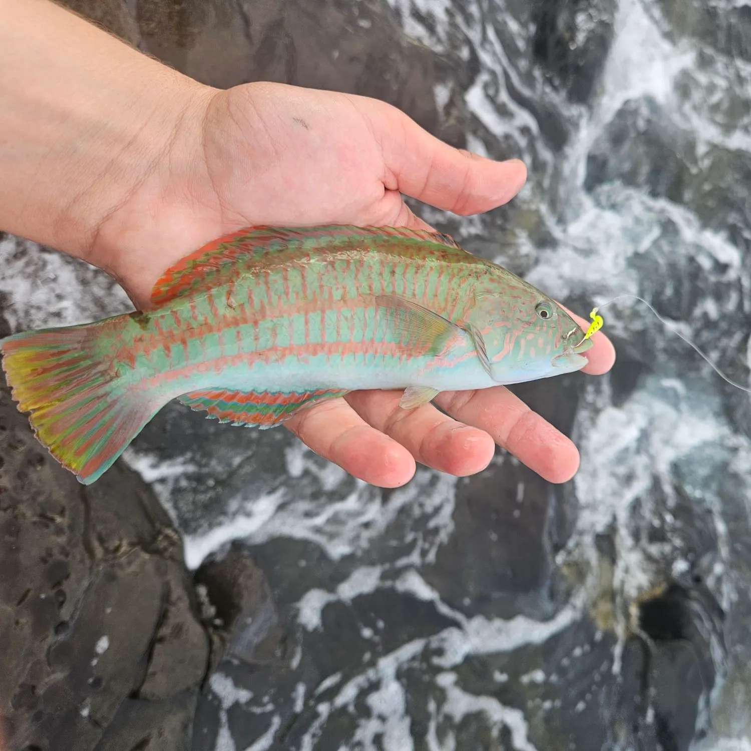 The most popular recent Bluefin trevally catch on Fishbrain