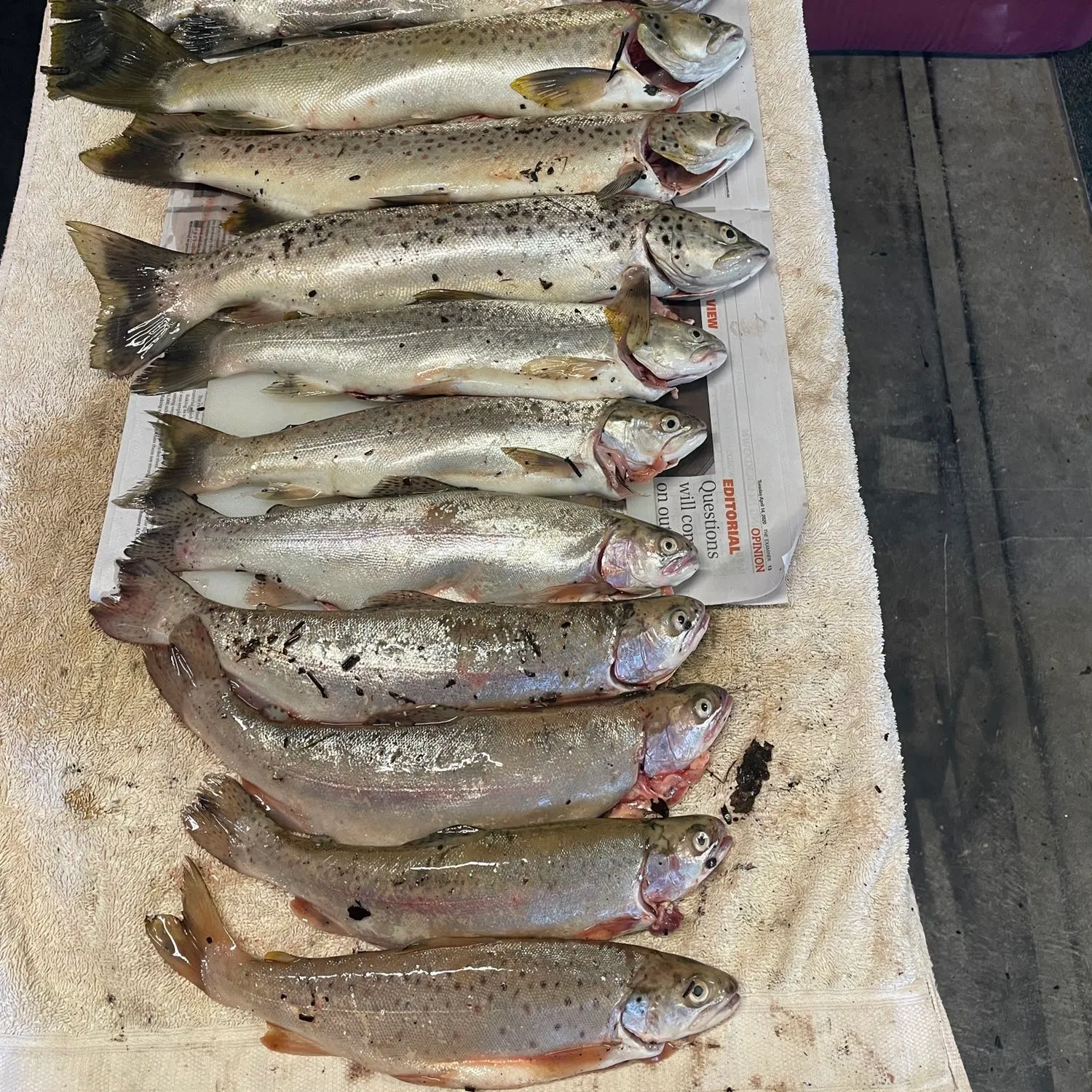 recently logged catches