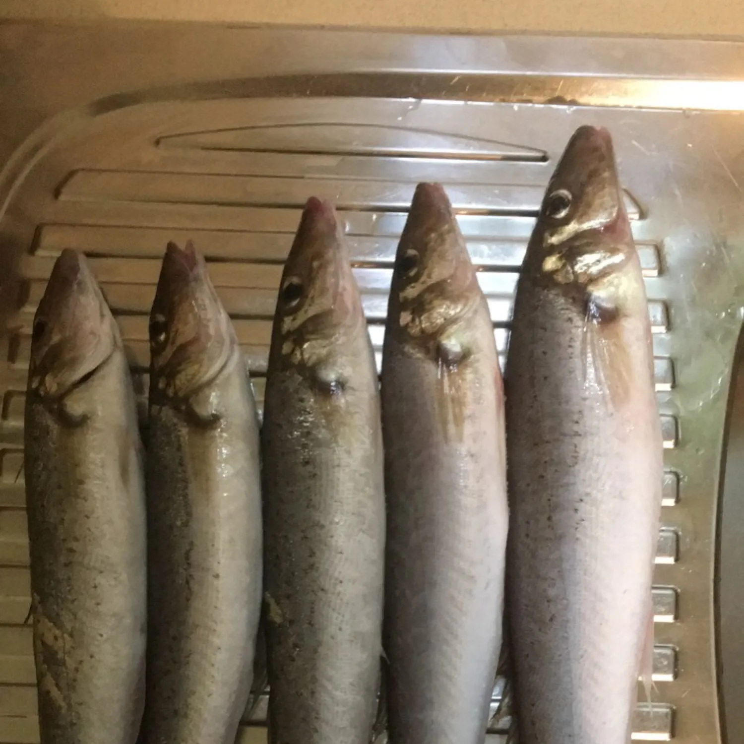 recently logged catches