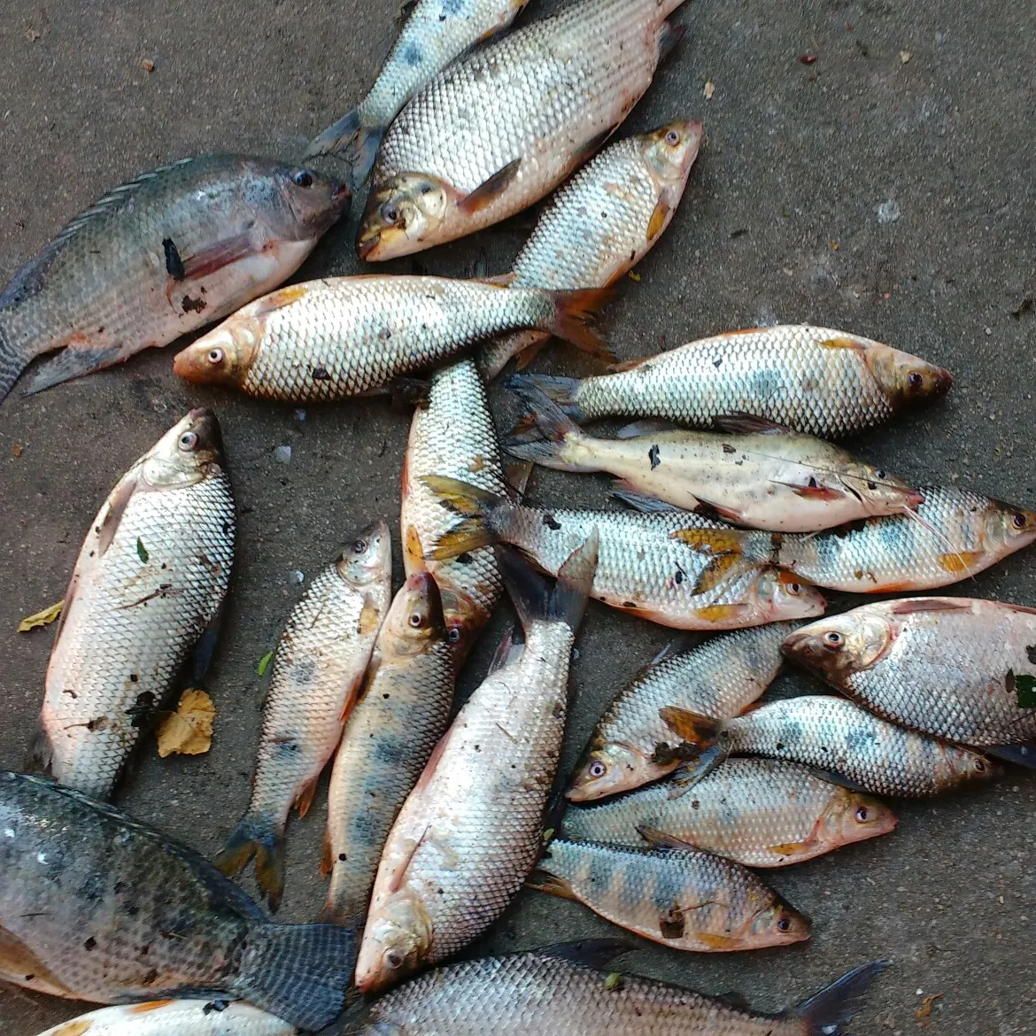 recently logged catches