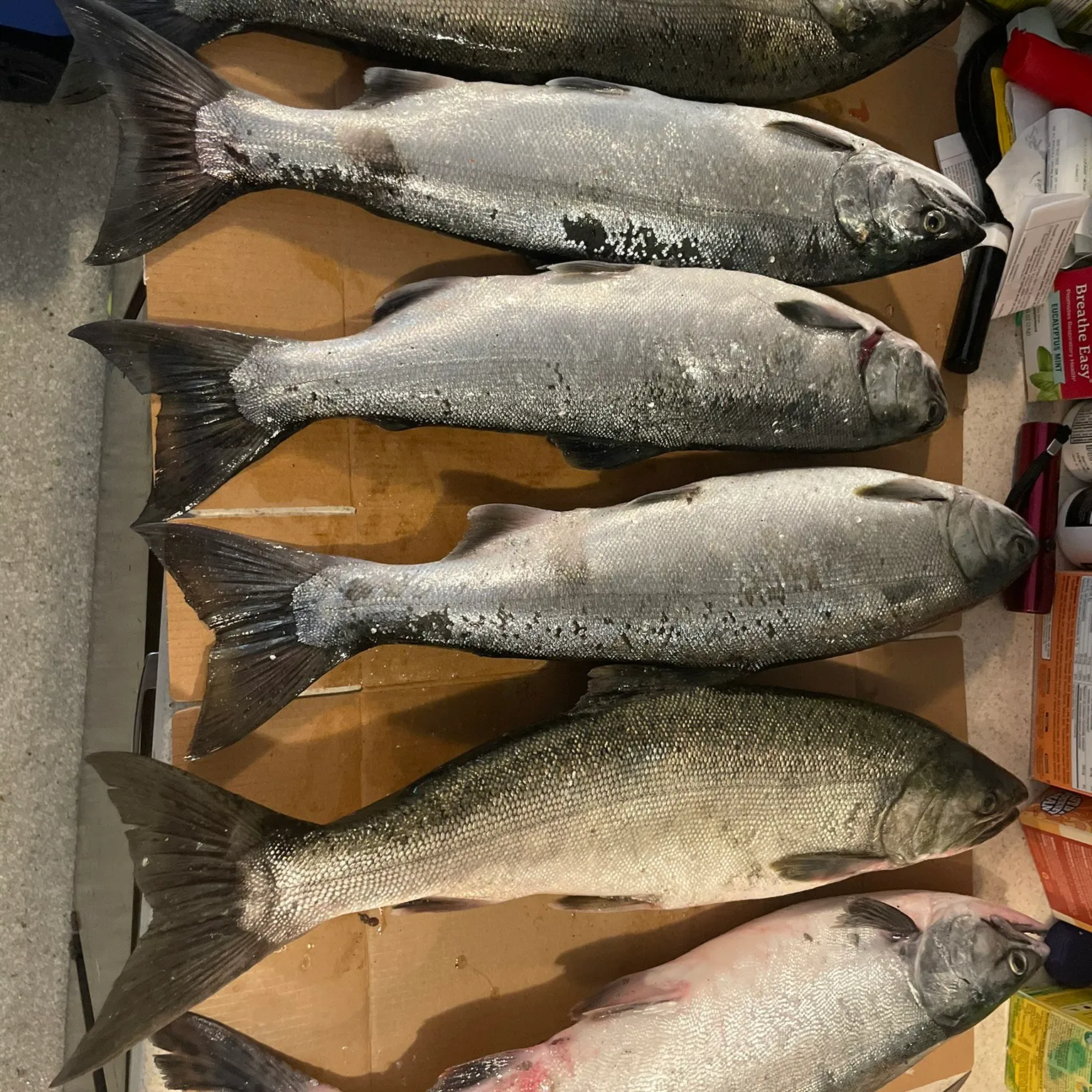 recently logged catches