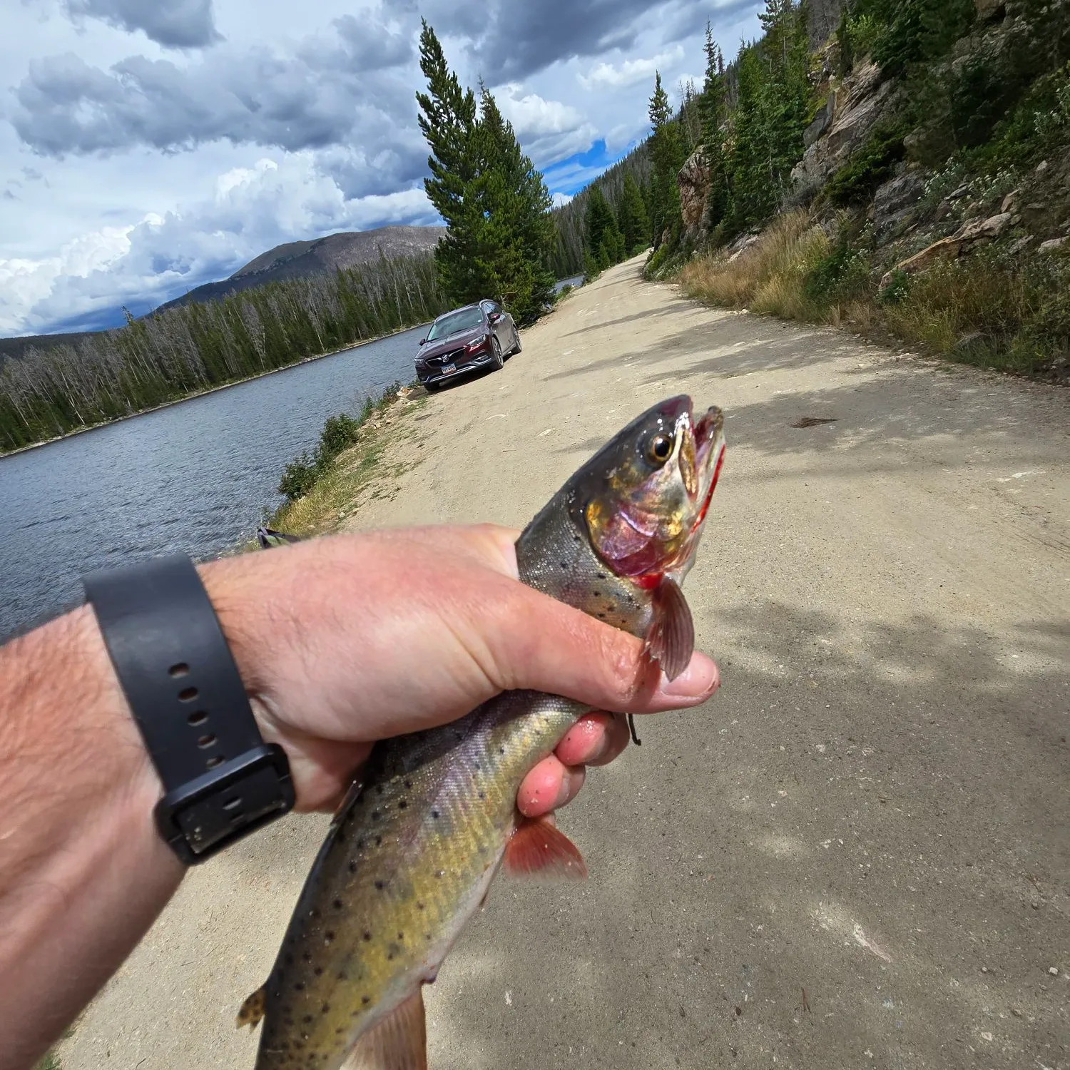 recently logged catches