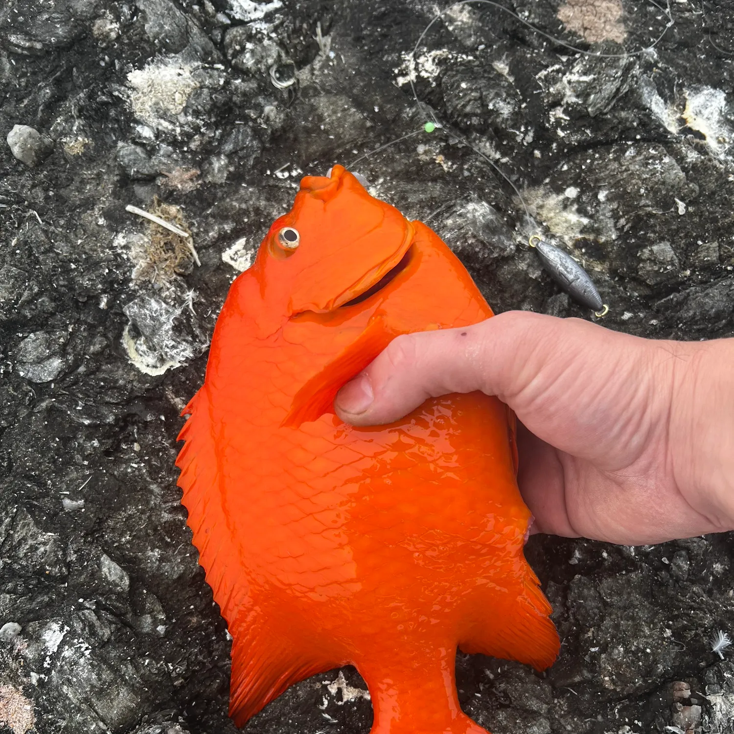 The most popular recent Garibaldi damselfish catch on Fishbrain