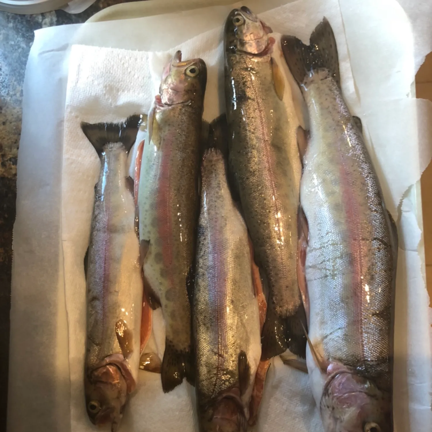 recently logged catches