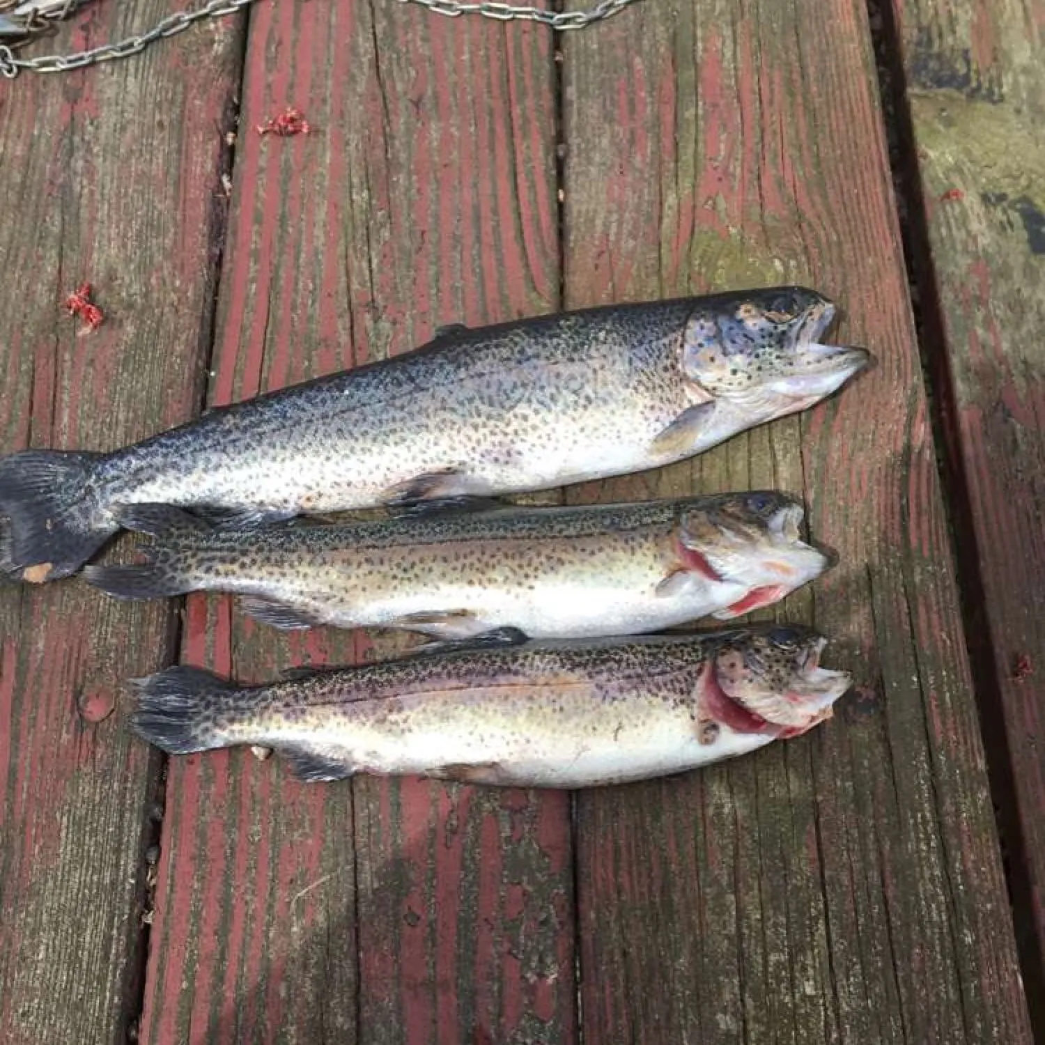 recently logged catches