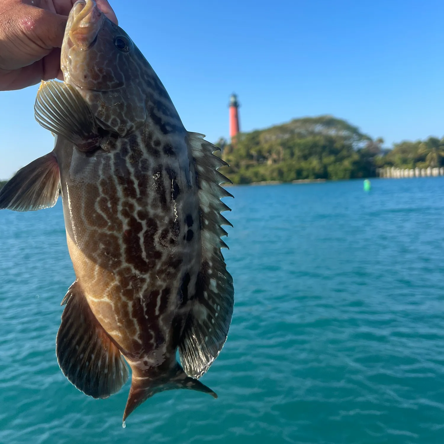 The most popular recent Black grouper catch on Fishbrain