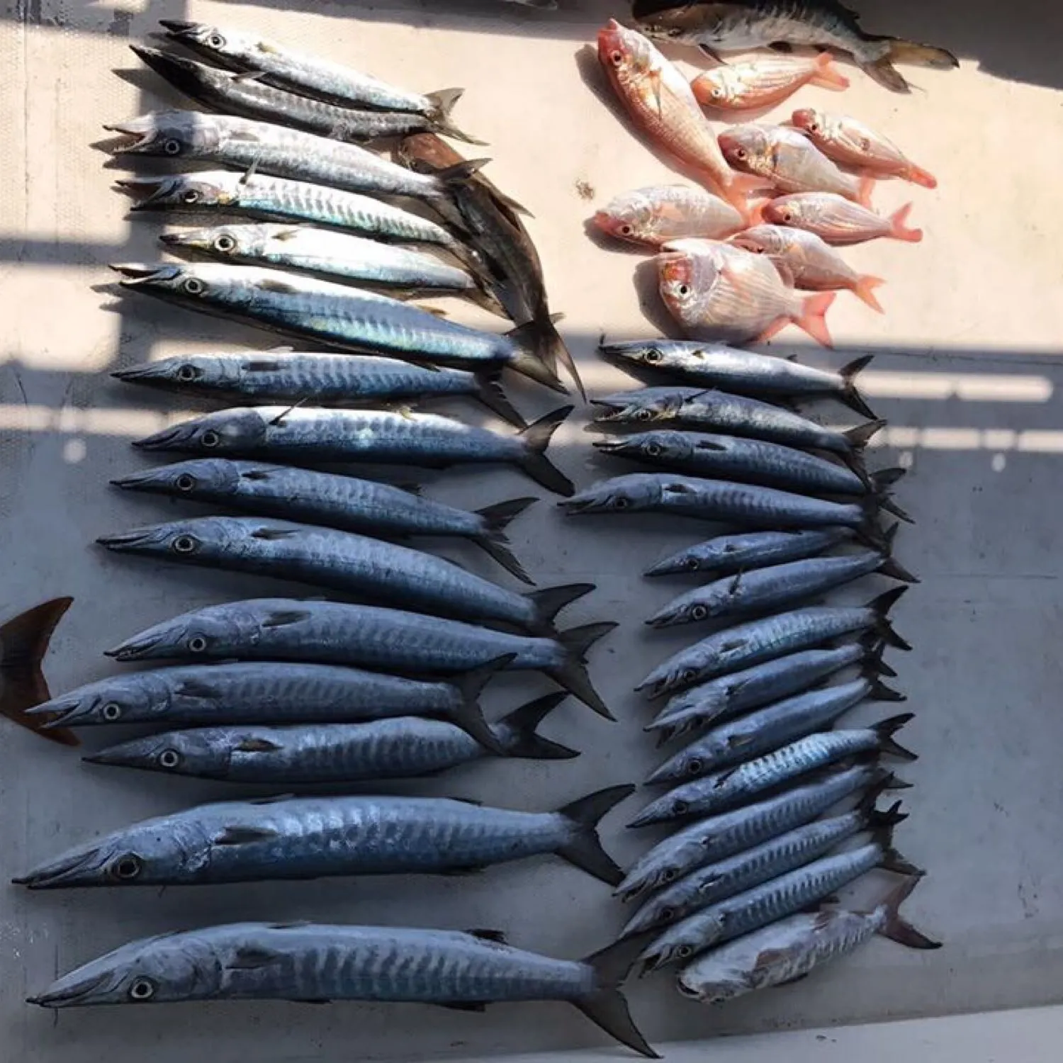 recently logged catches