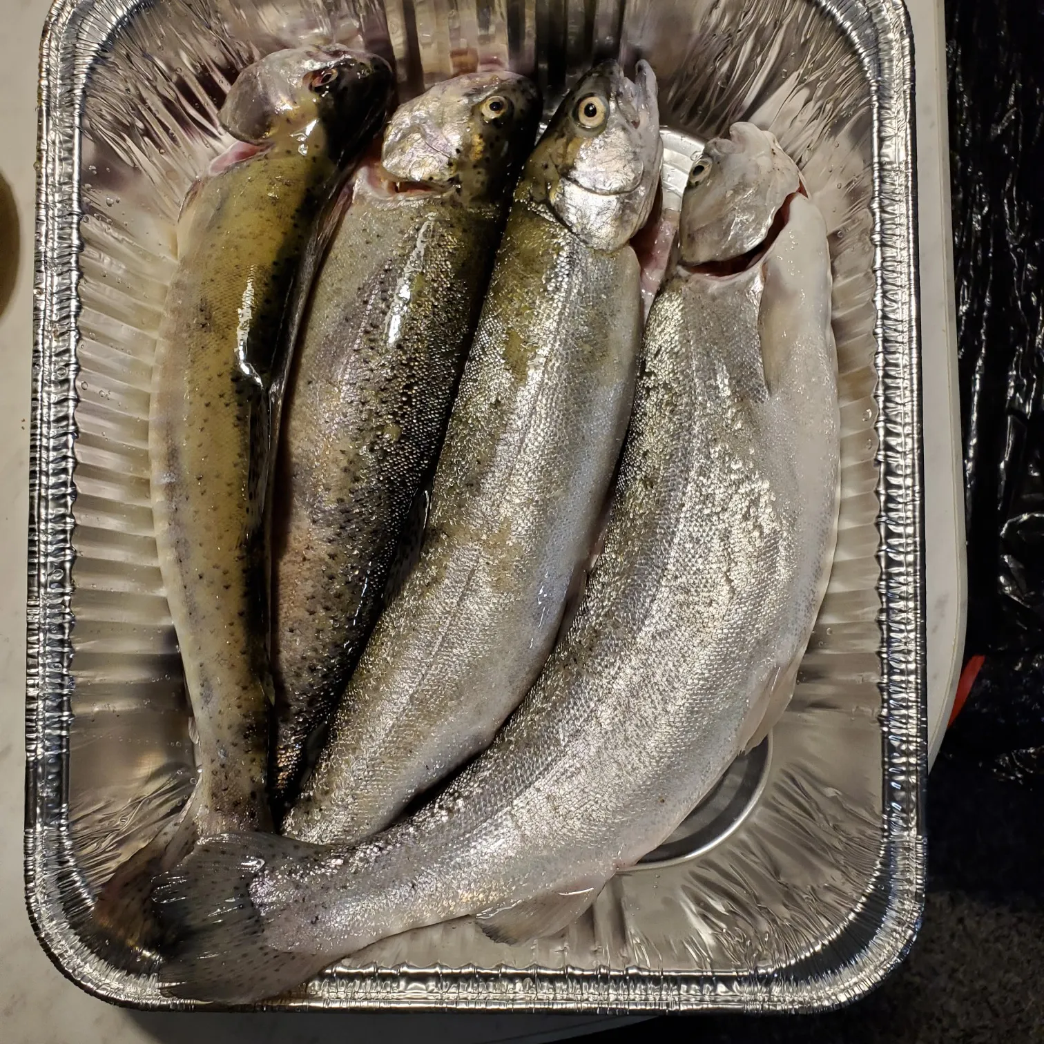 recently logged catches