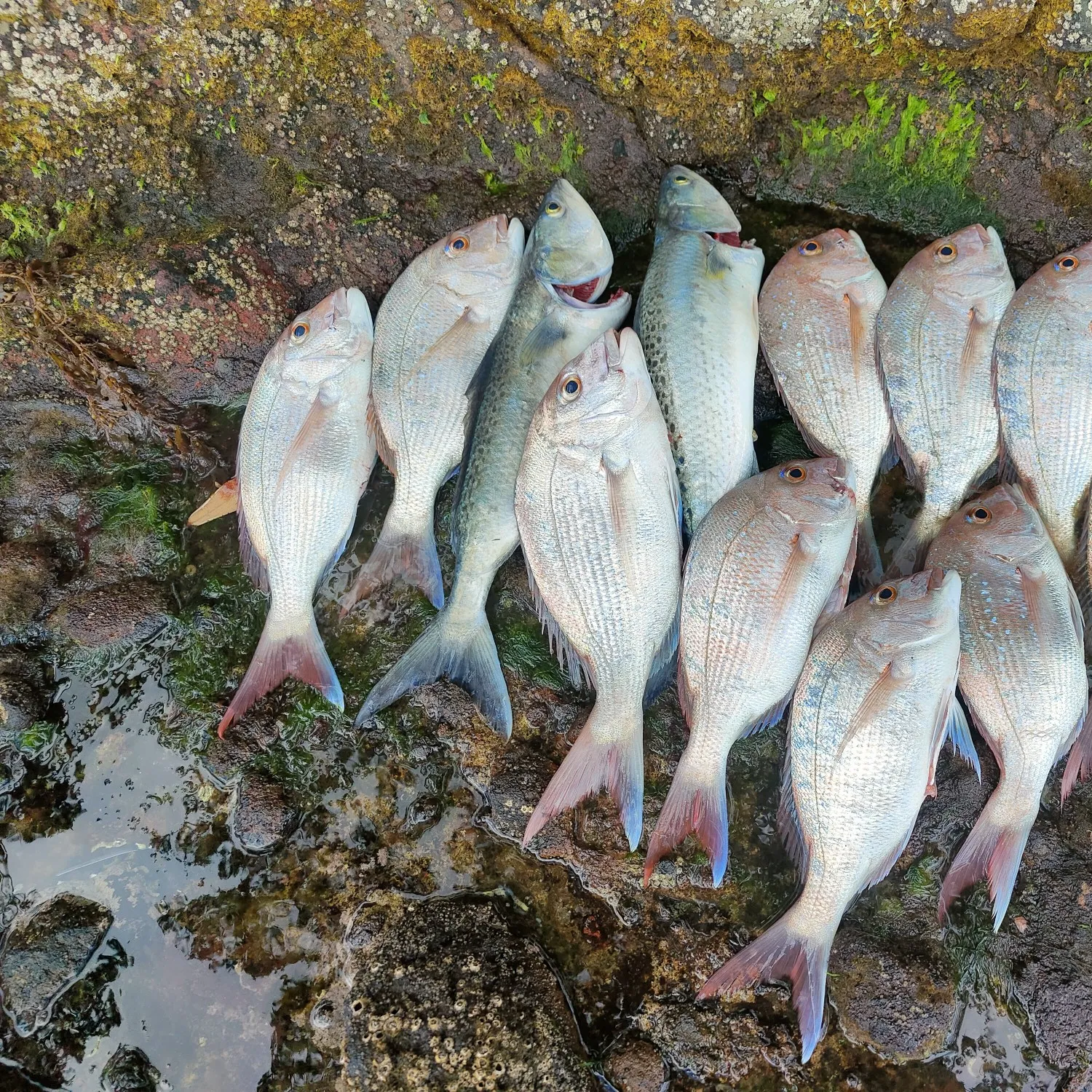 recently logged catches