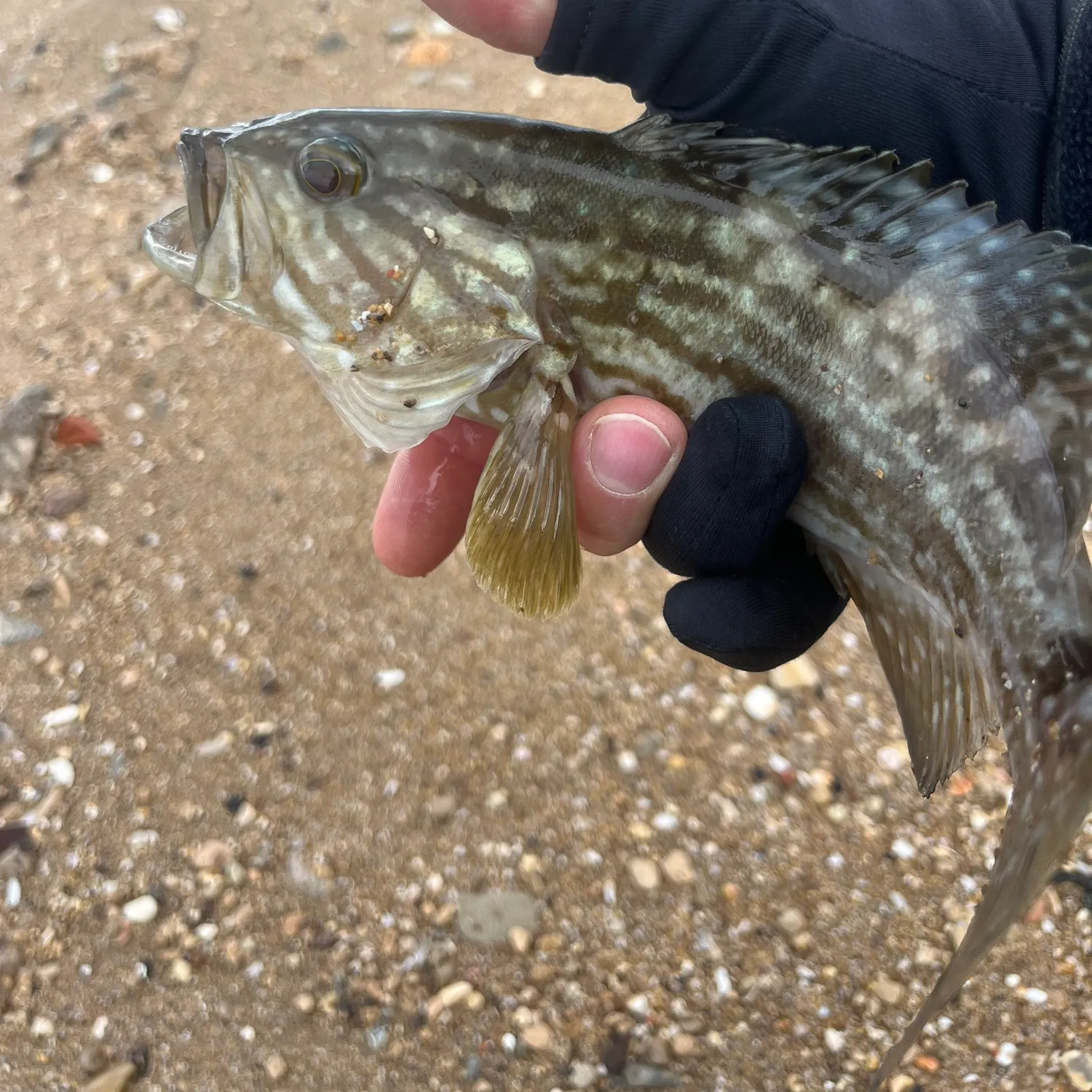 The most popular recent Broomtail grouper catch on Fishbrain