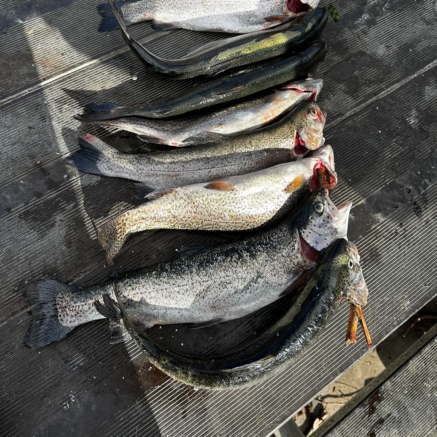 recently logged catches