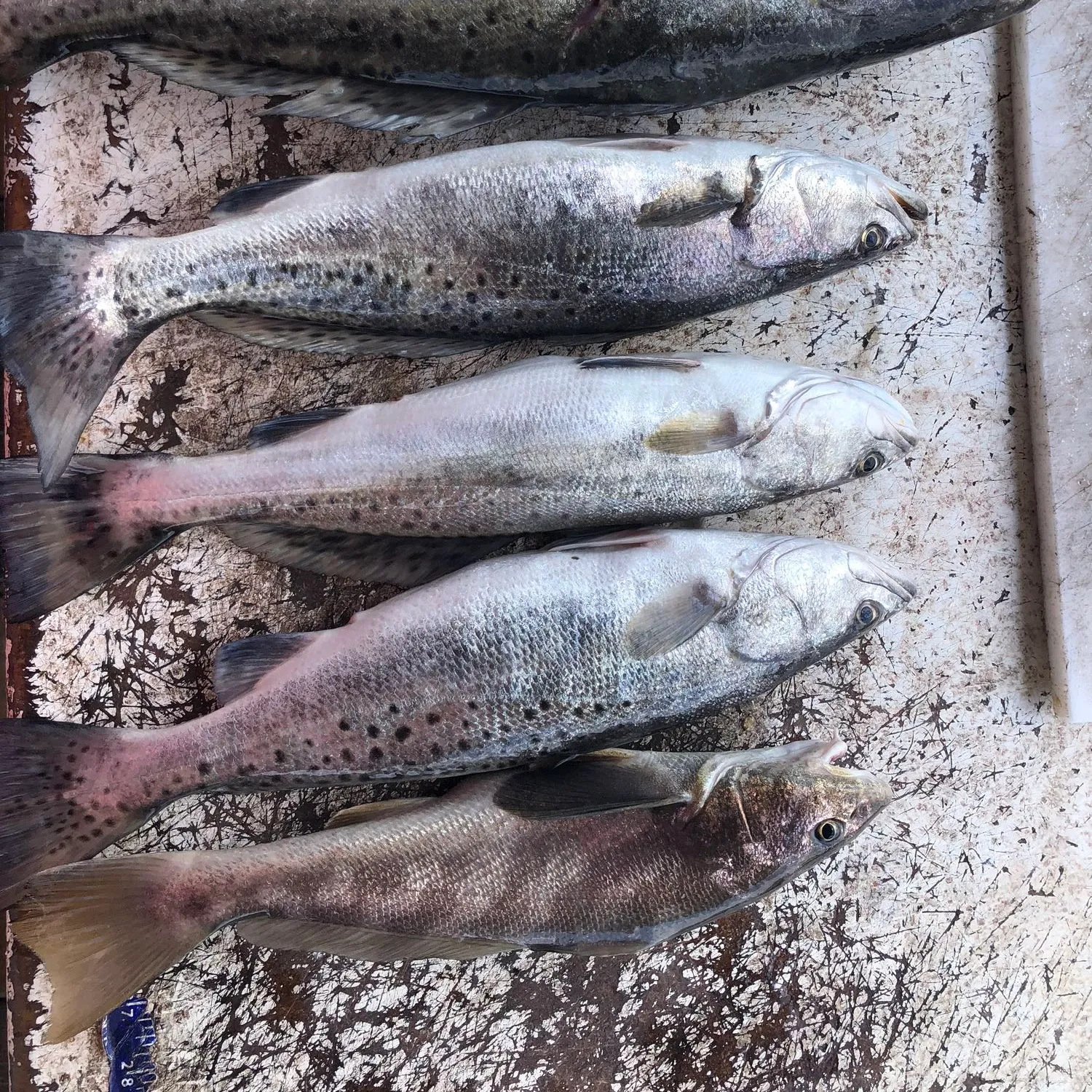 recently logged catches