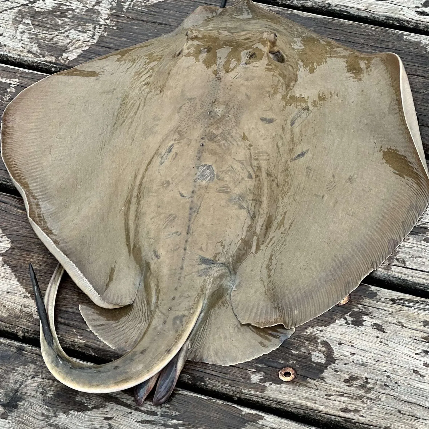 The most popular recent Bluntnose stingray catch on Fishbrain