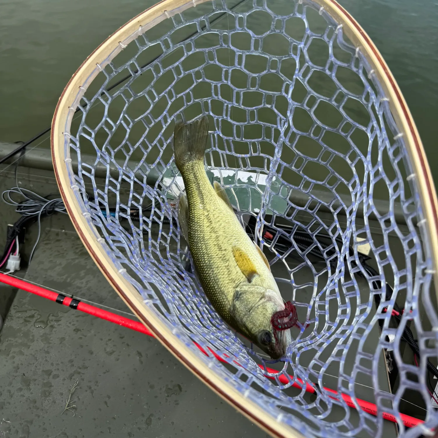 ᐅ Lake Elmdale Fishing Reports🎣• Springdale, Ar (united States) Fishing