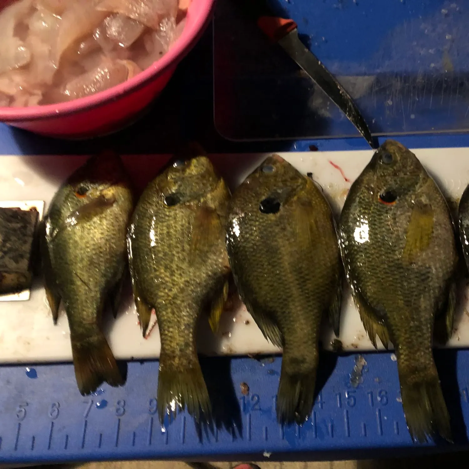 recently logged catches