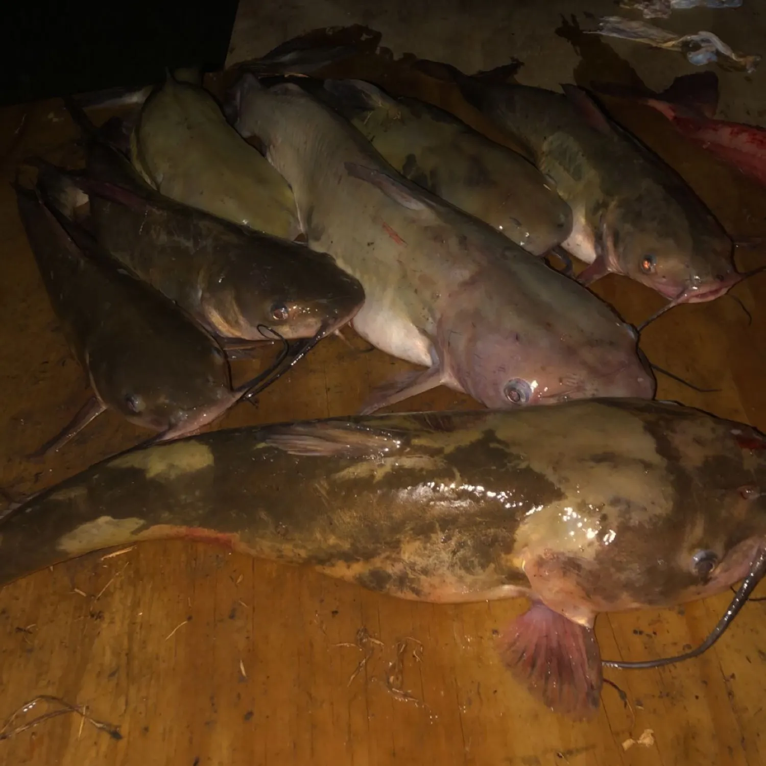 recently logged catches