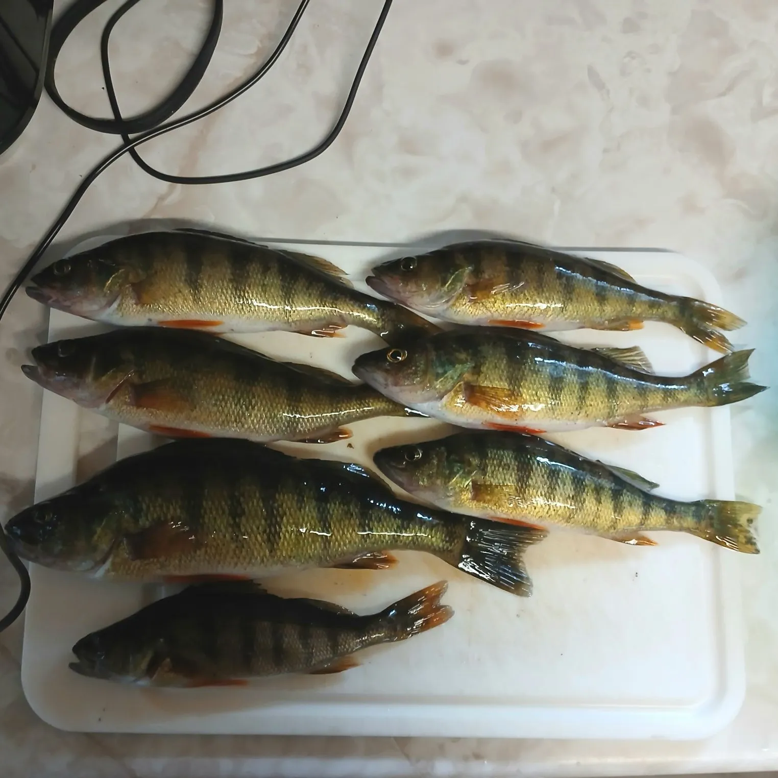 recently logged catches