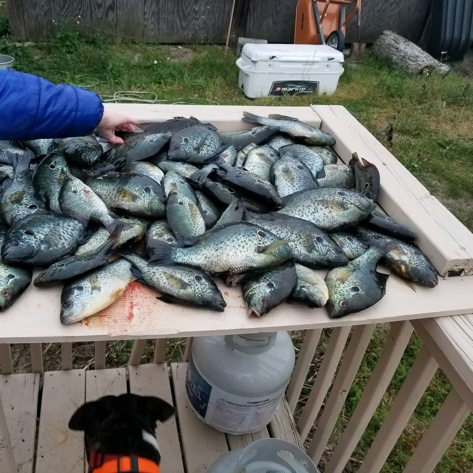 recently logged catches