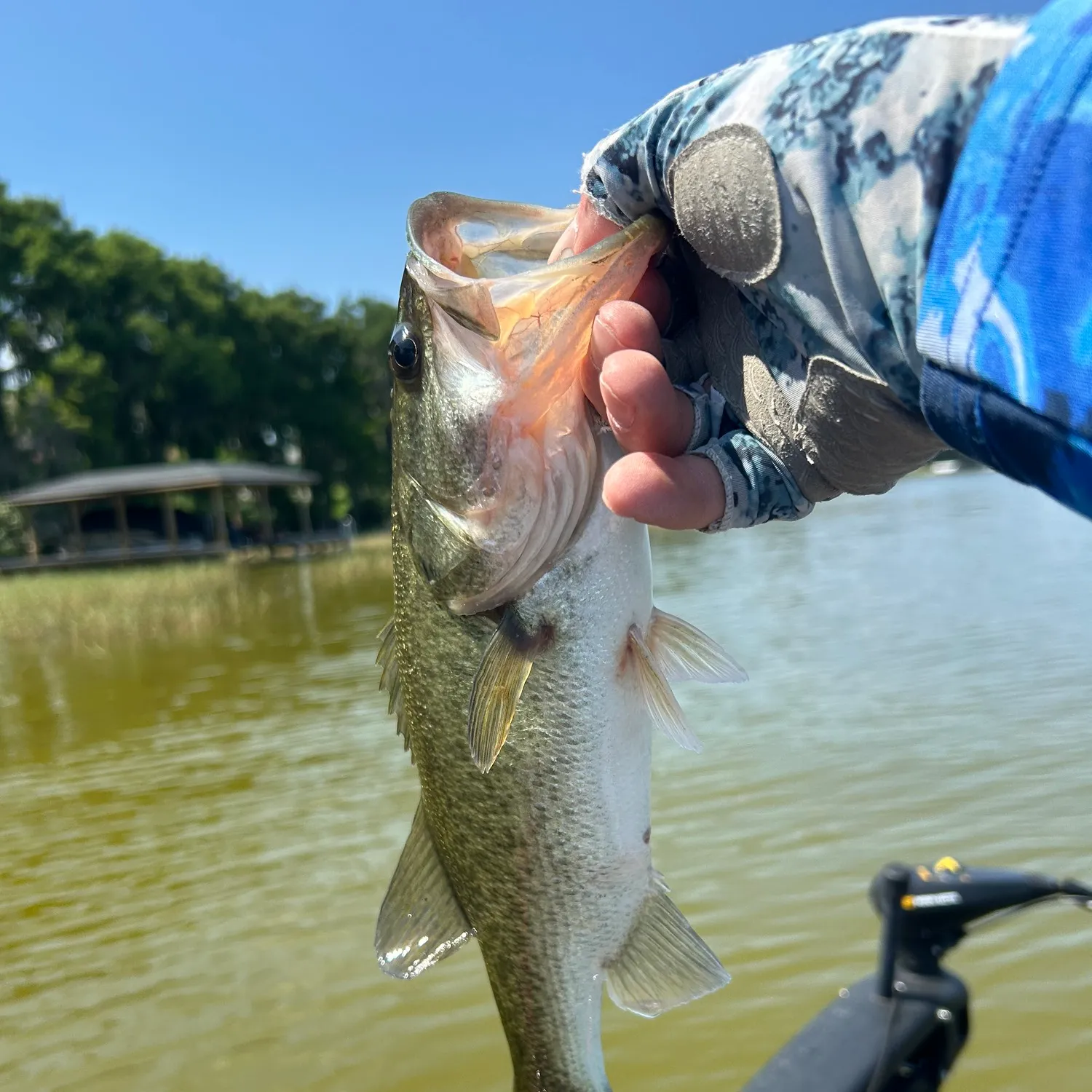 ᐅ Lake Eustis fishing reports🎣• Eustis, FL (United States) fishing