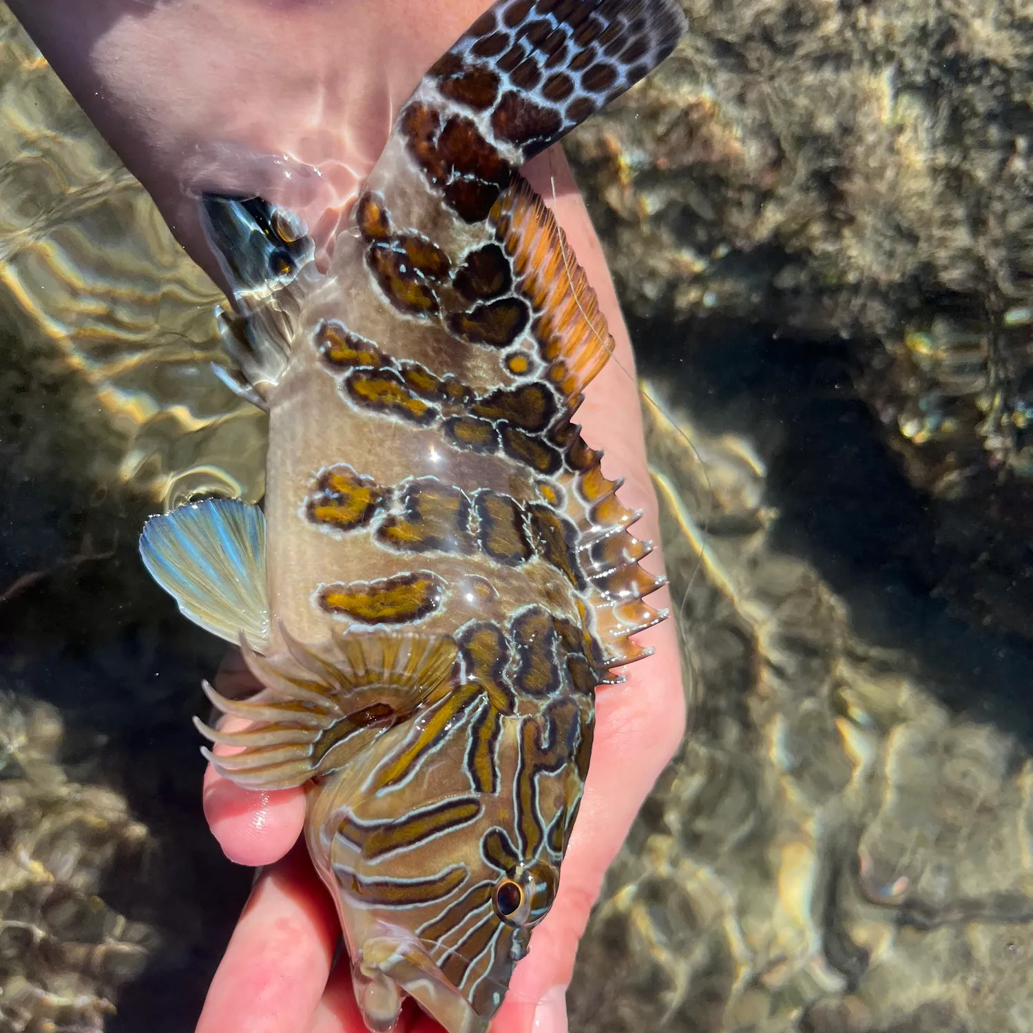 The most popular recent Giant hawkfish catch on Fishbrain